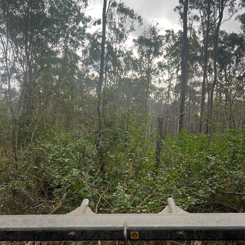 Overgrown lantana before the mulching process reduces undergrowth.