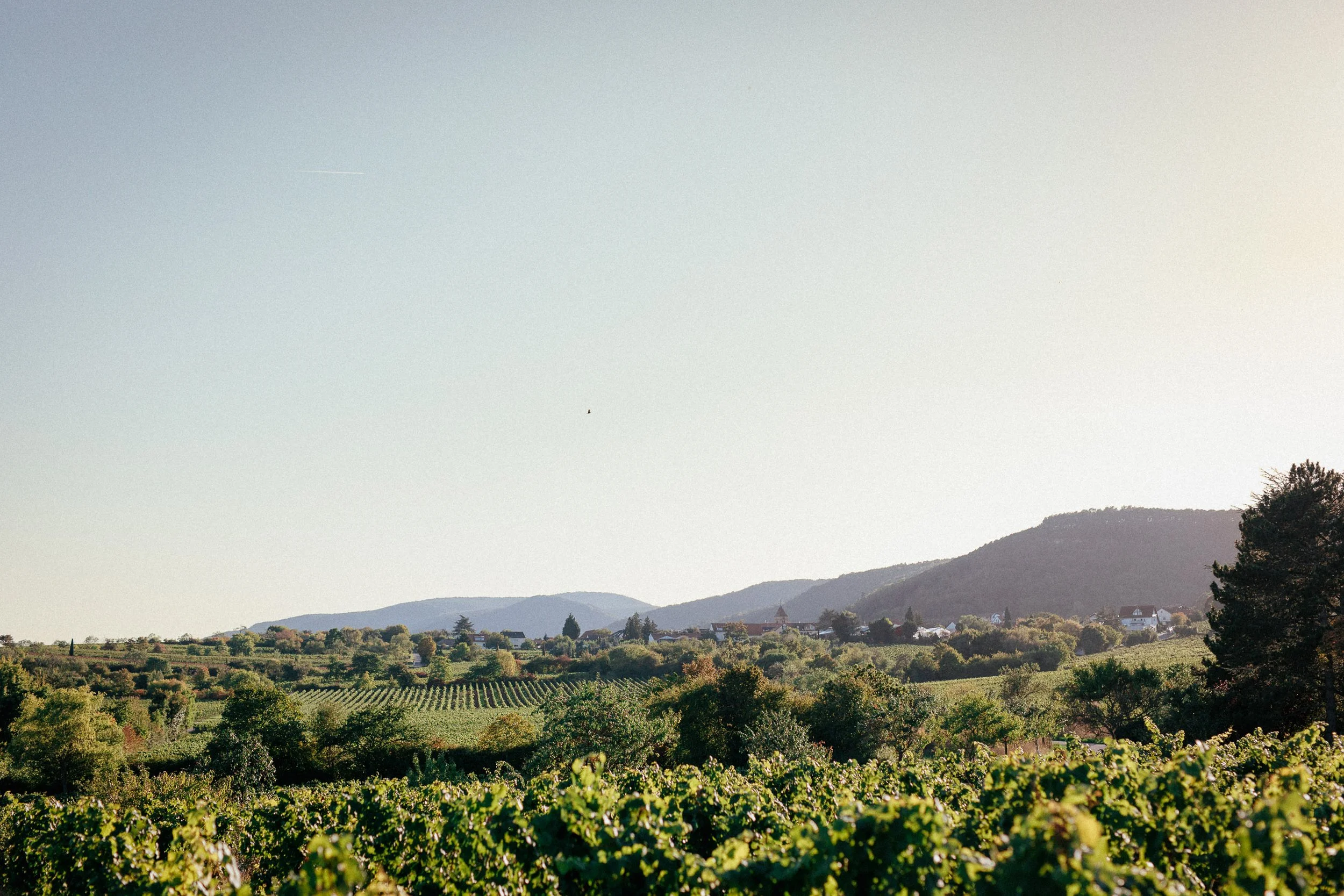 Wein ist Kulturlandwirtschaft – und Gemeinschaftsprojekt.