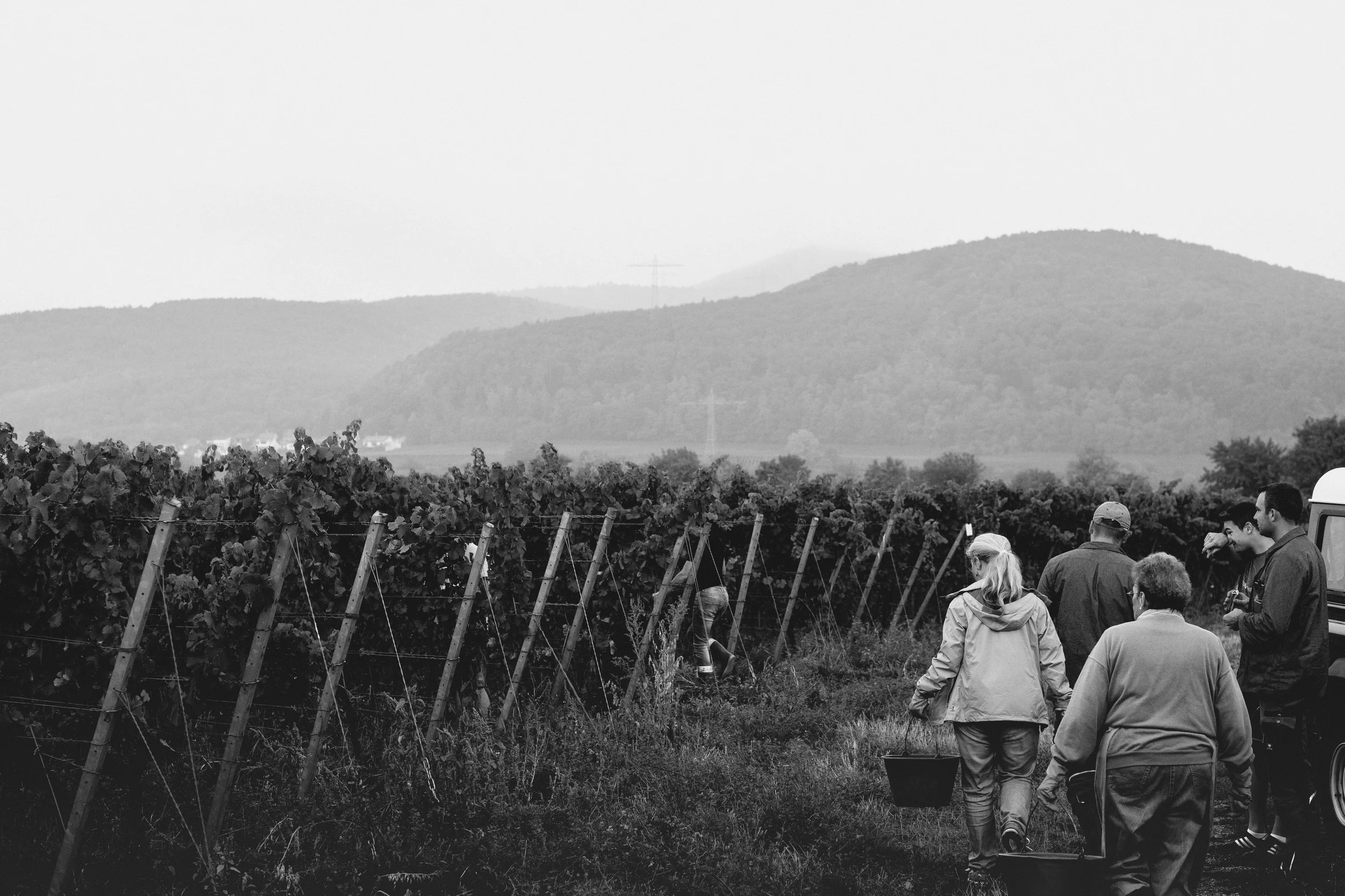Menschen ernten Trauben in einem Weinberg, mit Hügeln im Hintergrund