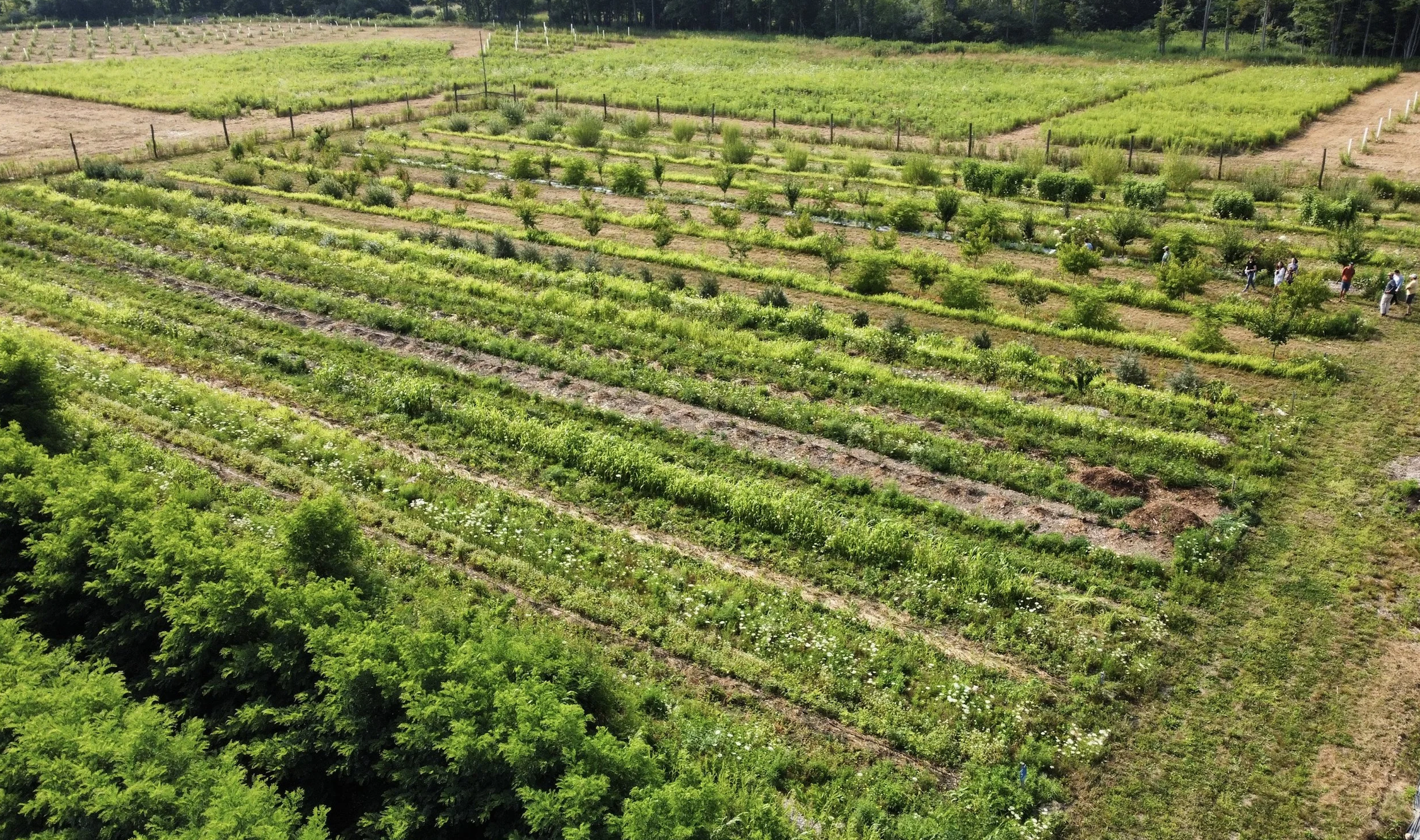 Ramble on Farm_Propagate.png