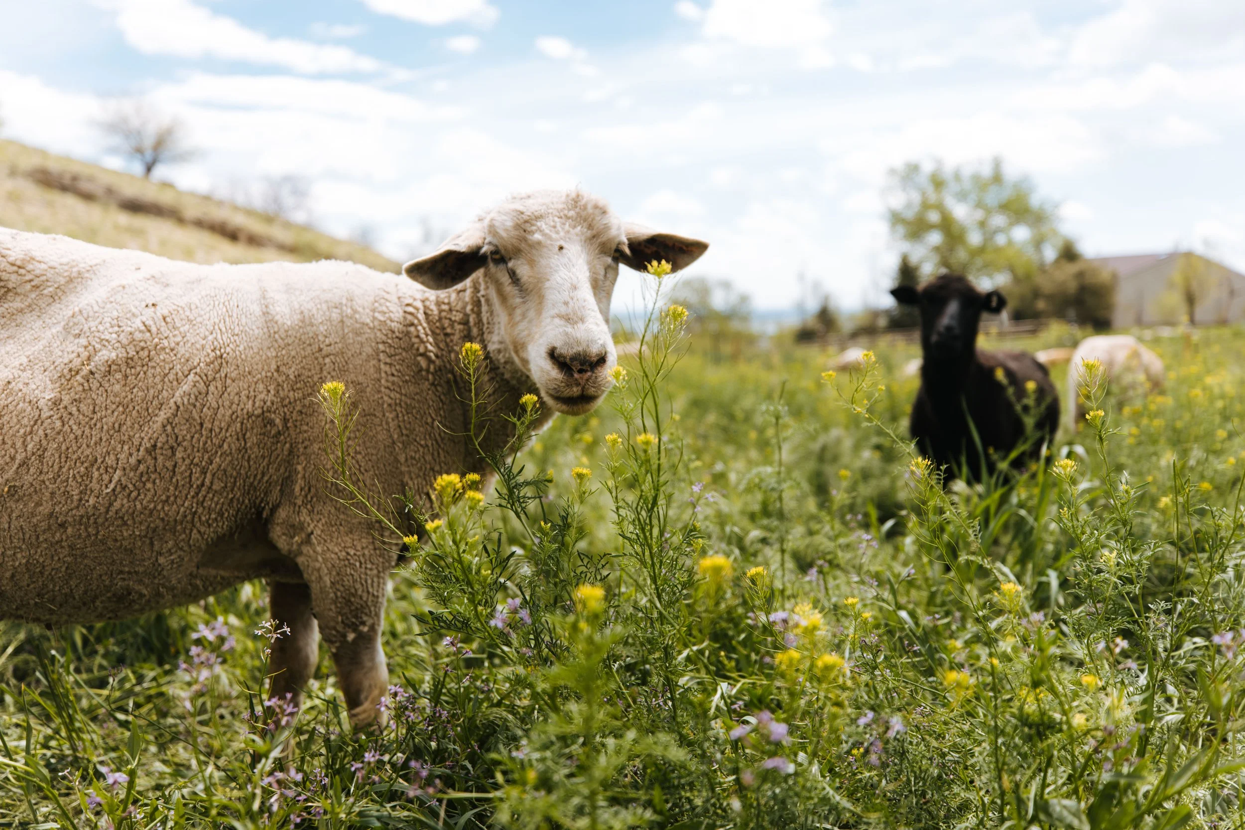 Grazing Sheep-Land Steward-Elk Run.JPG