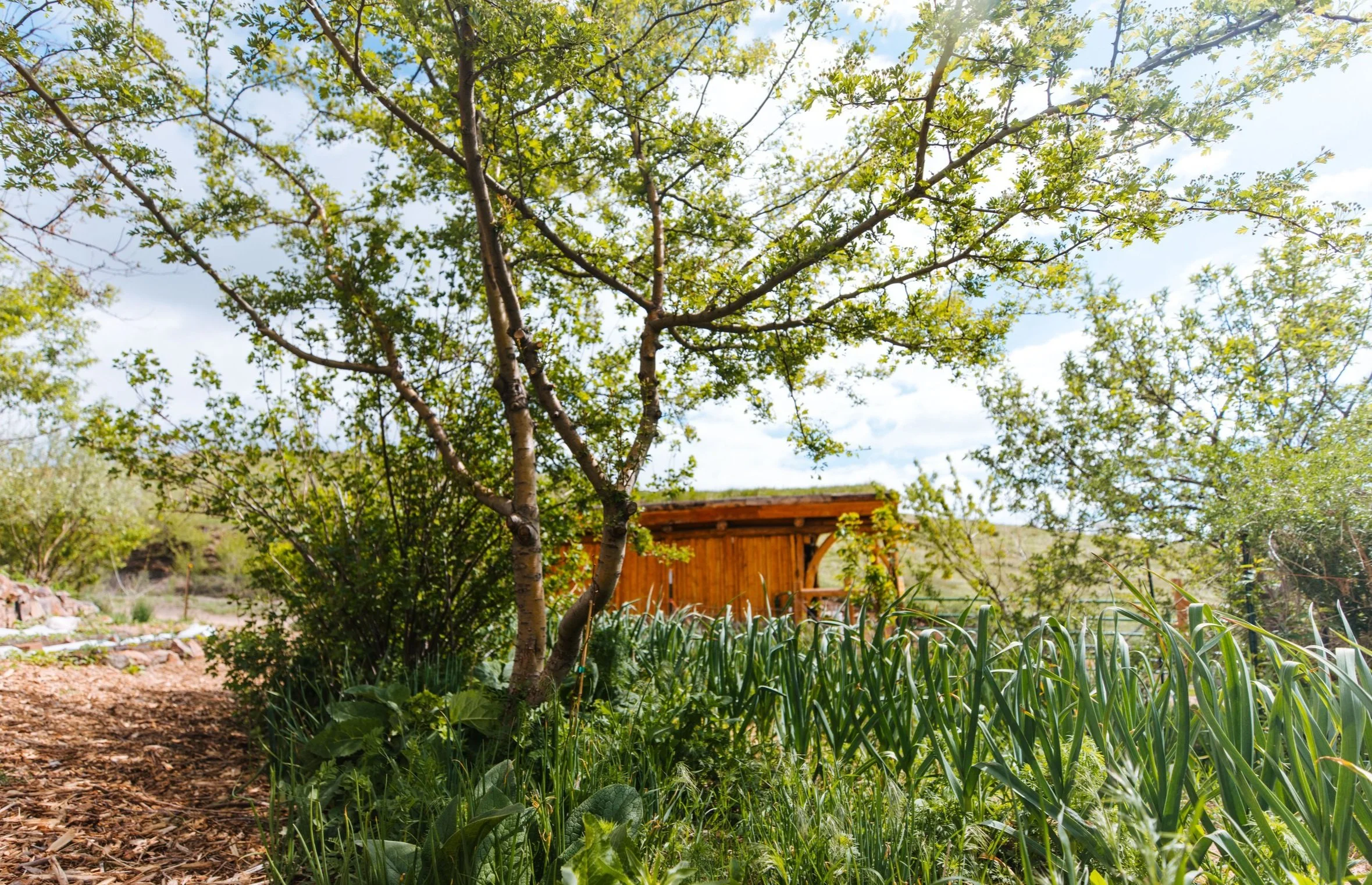 Forest Garden-Land Steward-Elk Run.jpg