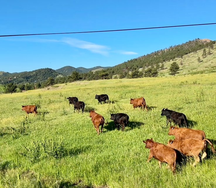 Cattle at YBF.jpg