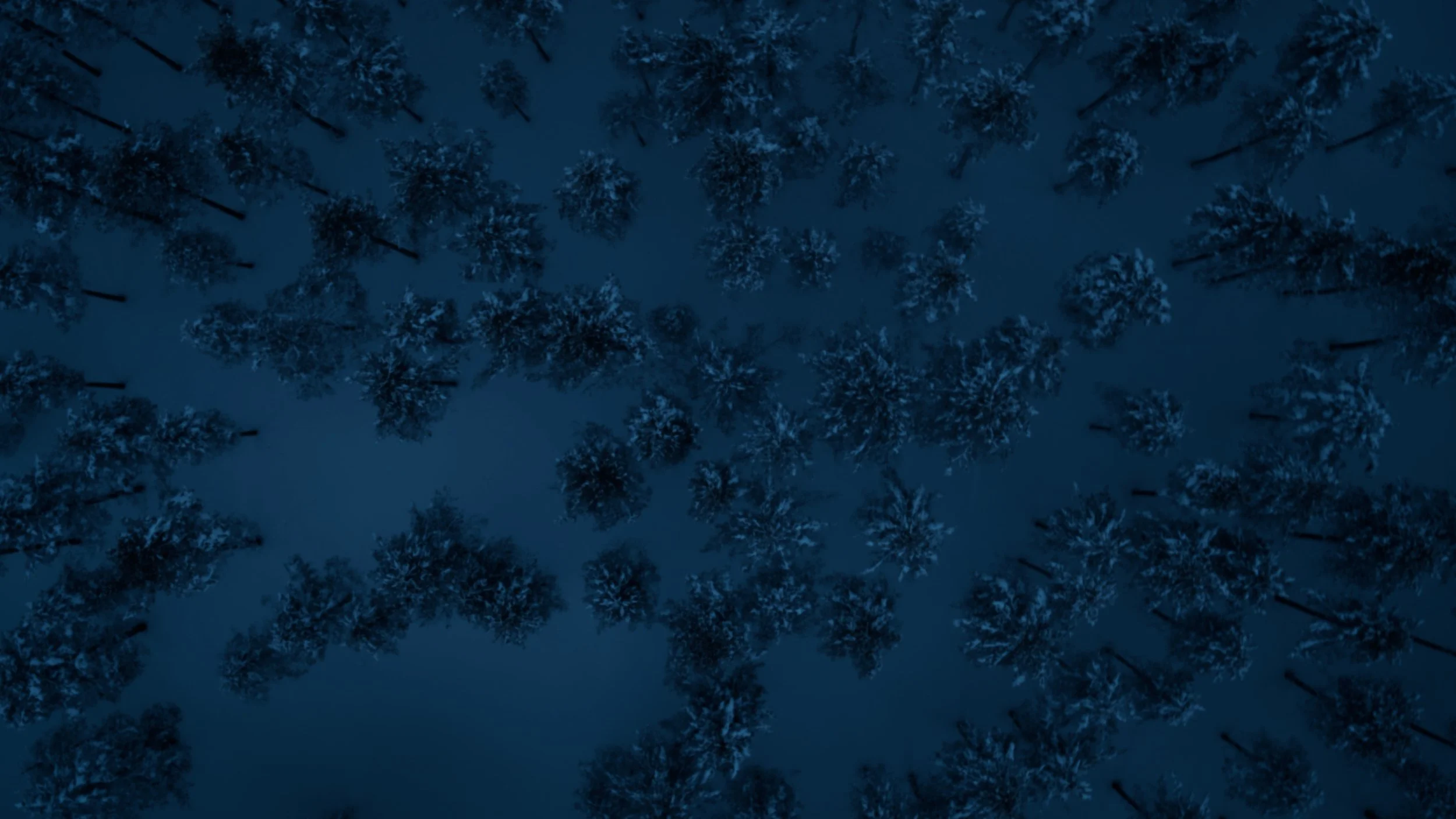 An aerial view of a snow-covered forest at night, with tall trees casting shadows against the snow.