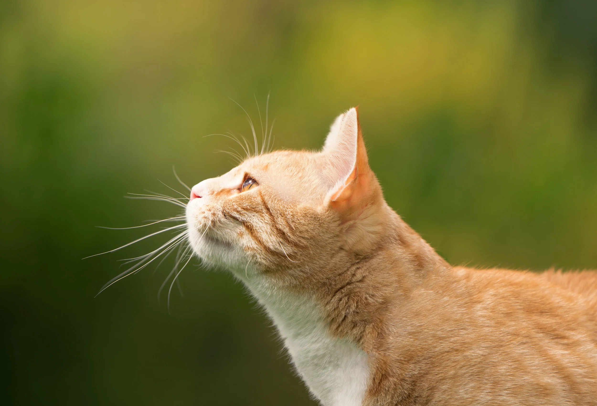Tiere