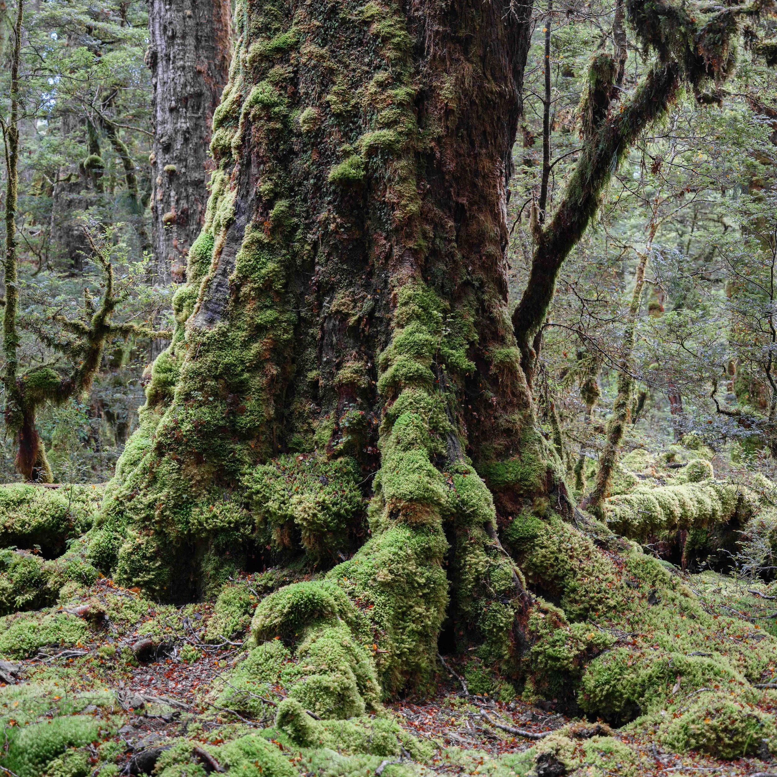 Forest Floor 9.jpg