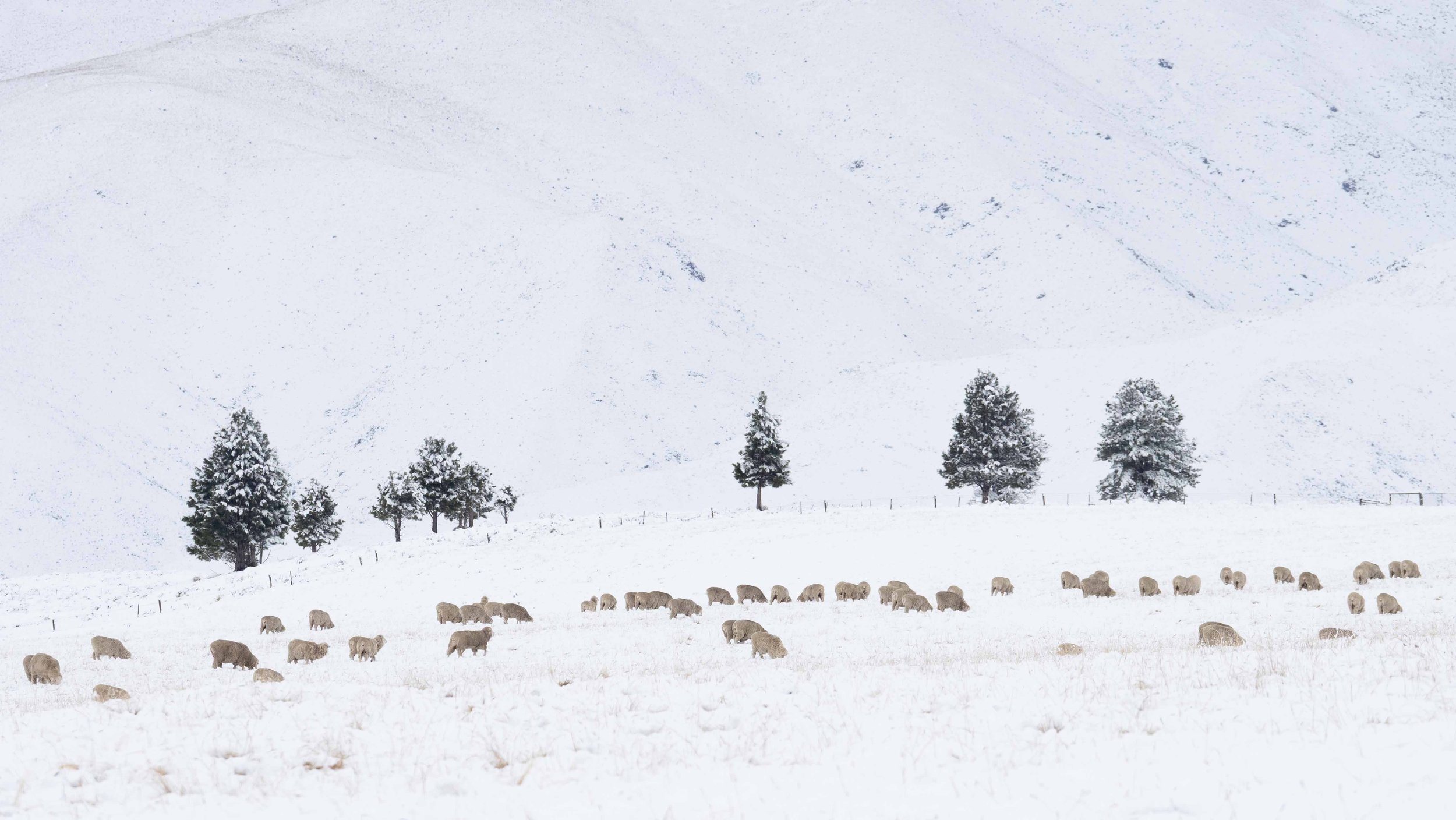 Sheep in Snow 1.jpg
