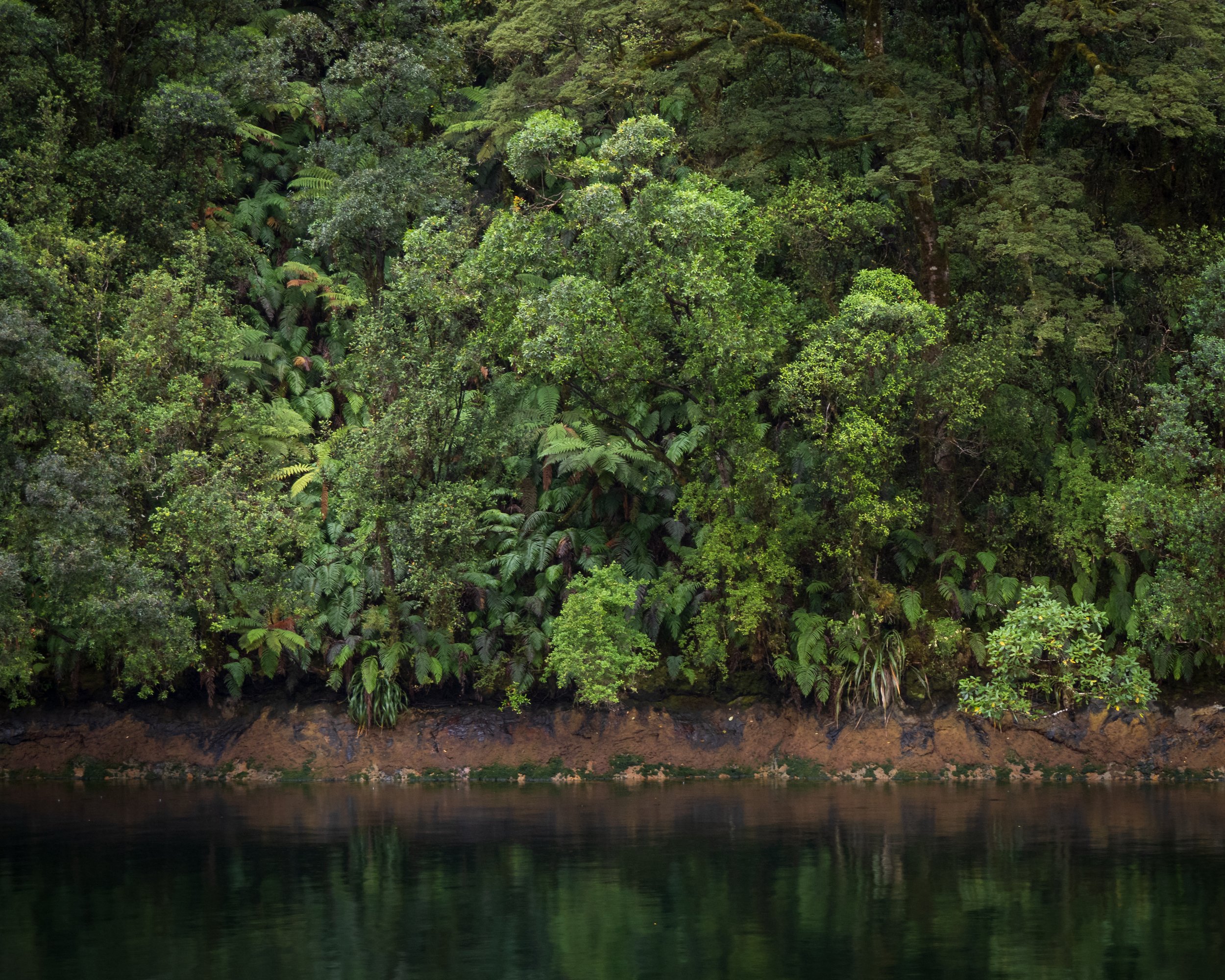 Doubtful Sound treefern 2.jpg