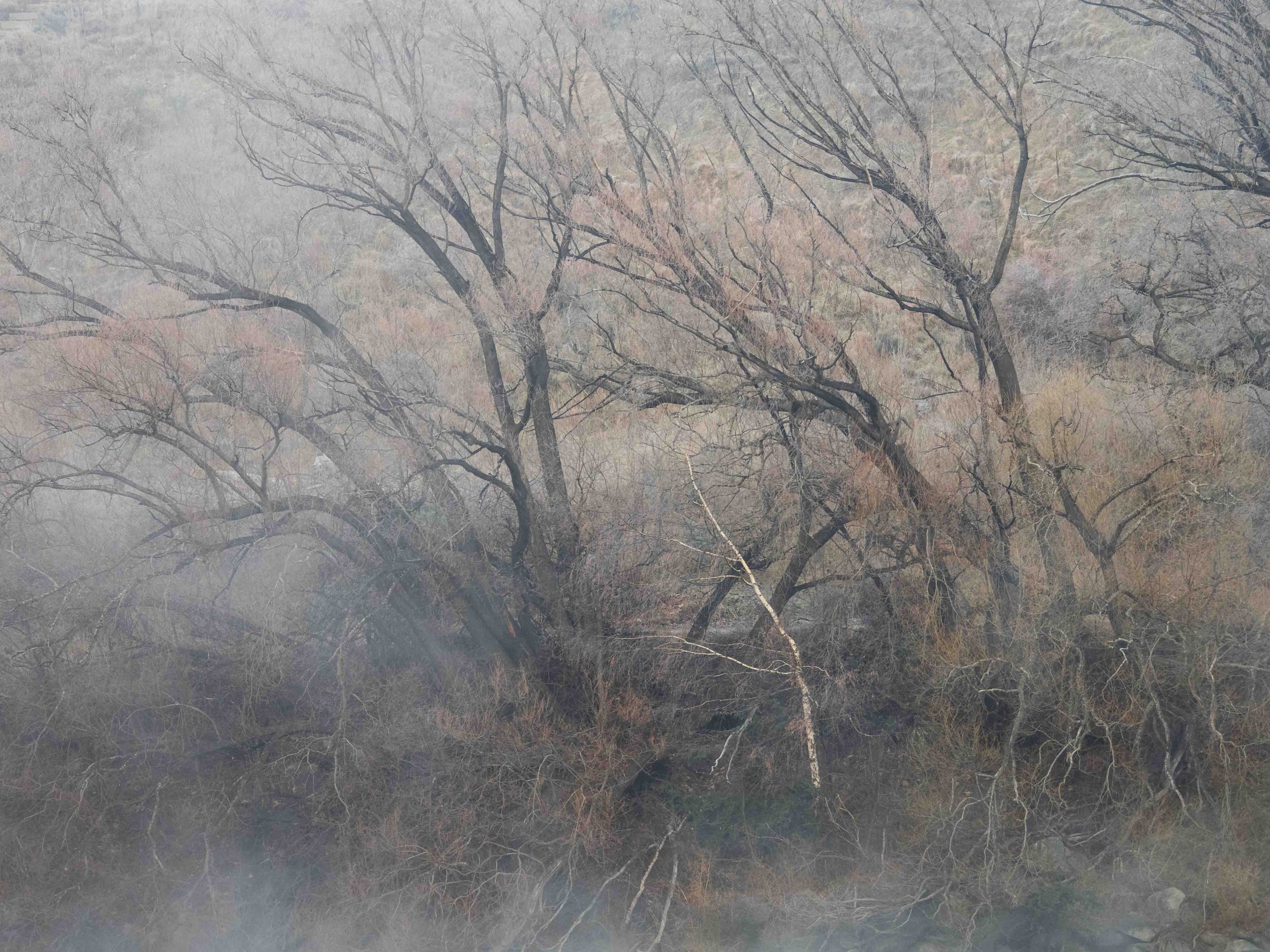 Winter trees 1.jpg