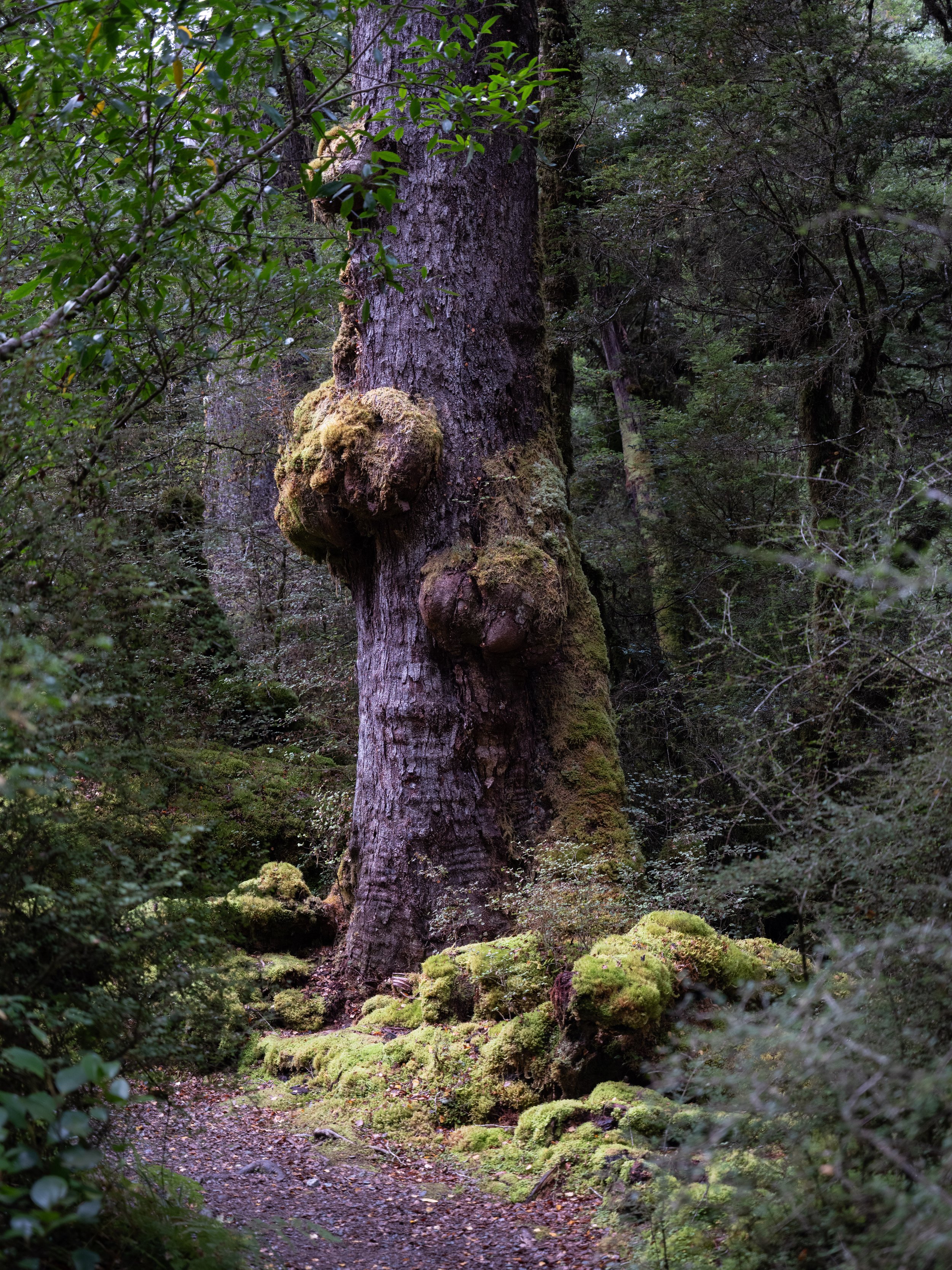 Forest Floor 3a.jpg