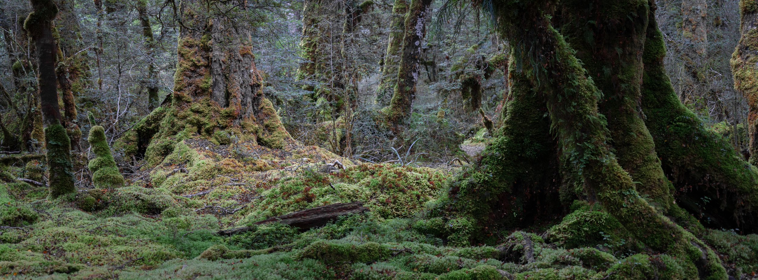 Forest floor 1.jpg