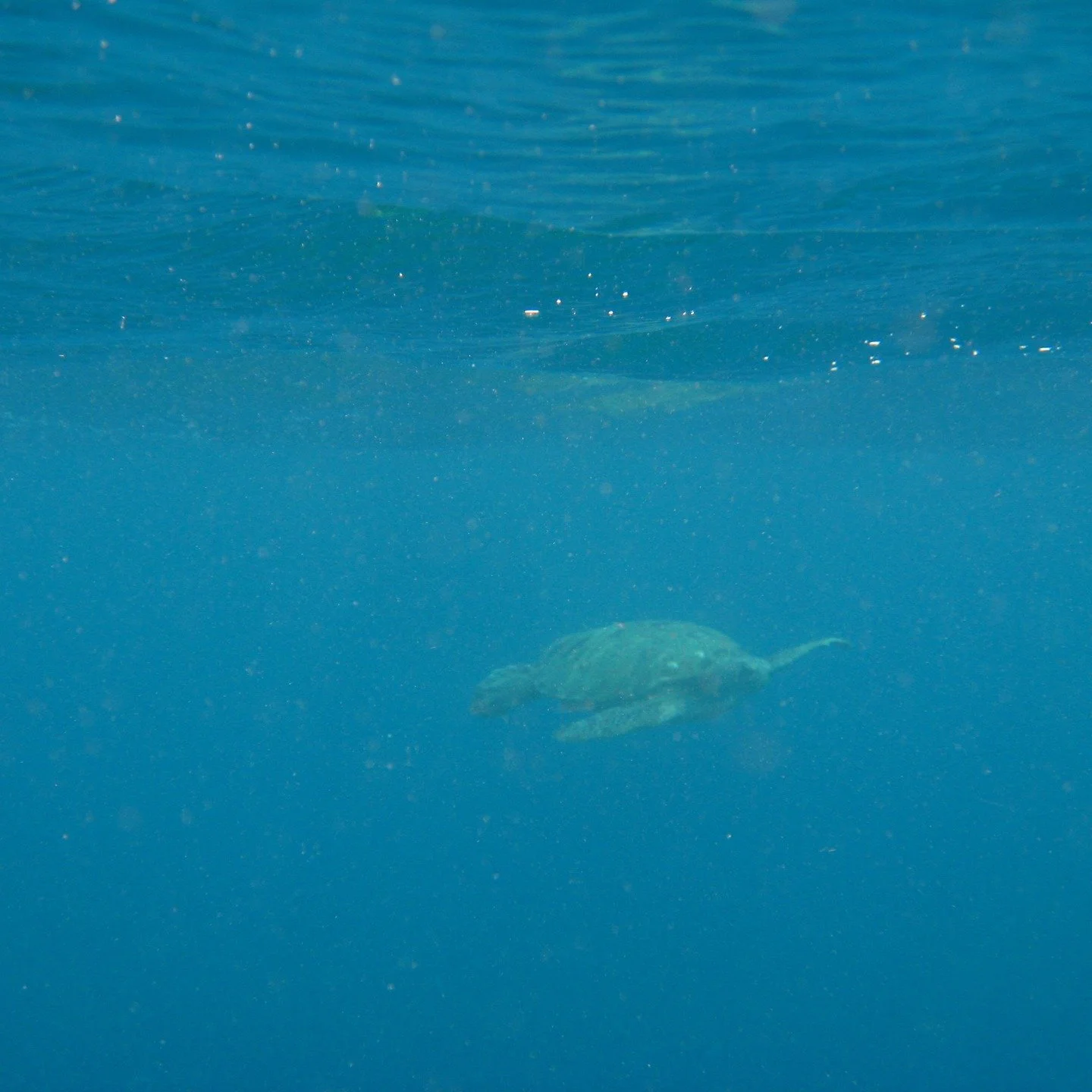 Une rencontre magique : une tortue marine crois&eacute;e pr&egrave;s de Porquerolles, apr&egrave;s notre travers&eacute;e de la M&eacute;diterran&eacute;e.

Ces animaux incroyables vivent et se reproduisent aussi ici, tout pr&egrave;s de nous. 

Mais