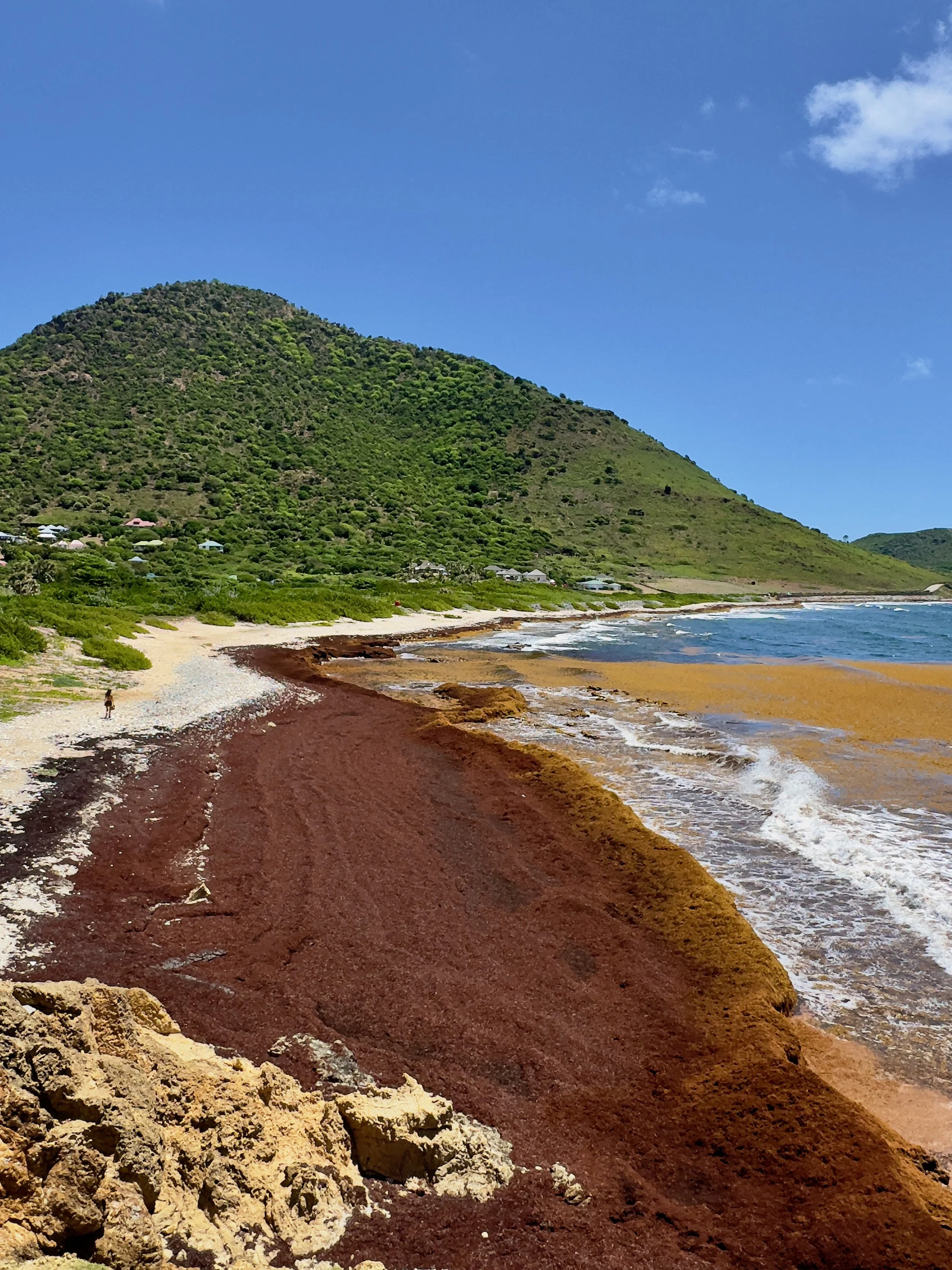 Sargasses à Saint-Barth