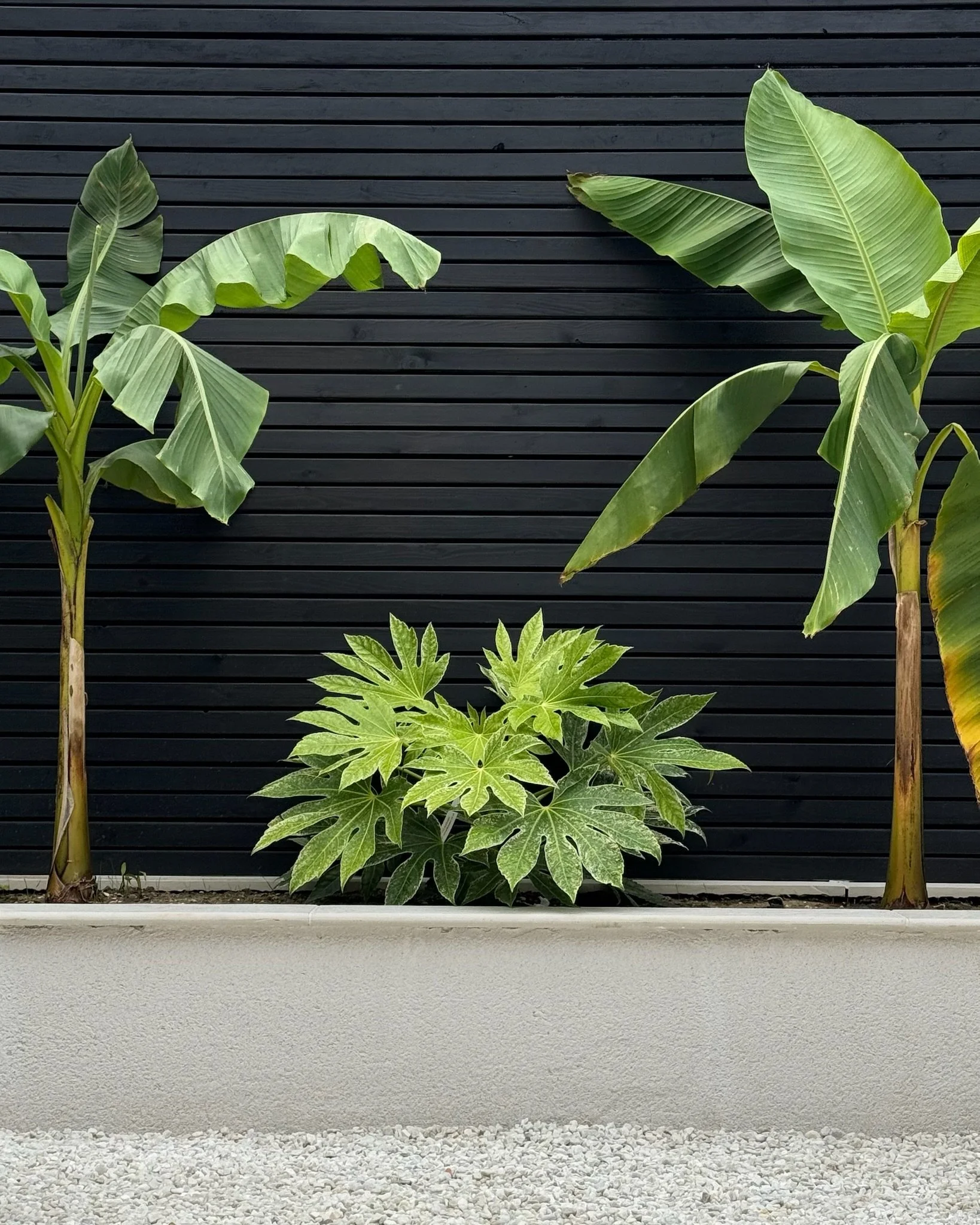 Two banana plants and a papaya plant in a planter against a dark horizontal slat wall. Esme are a widely trusted garden design and landscaping company serving surrey, hampshire, berkshire, ascot, london and surrounding areas.