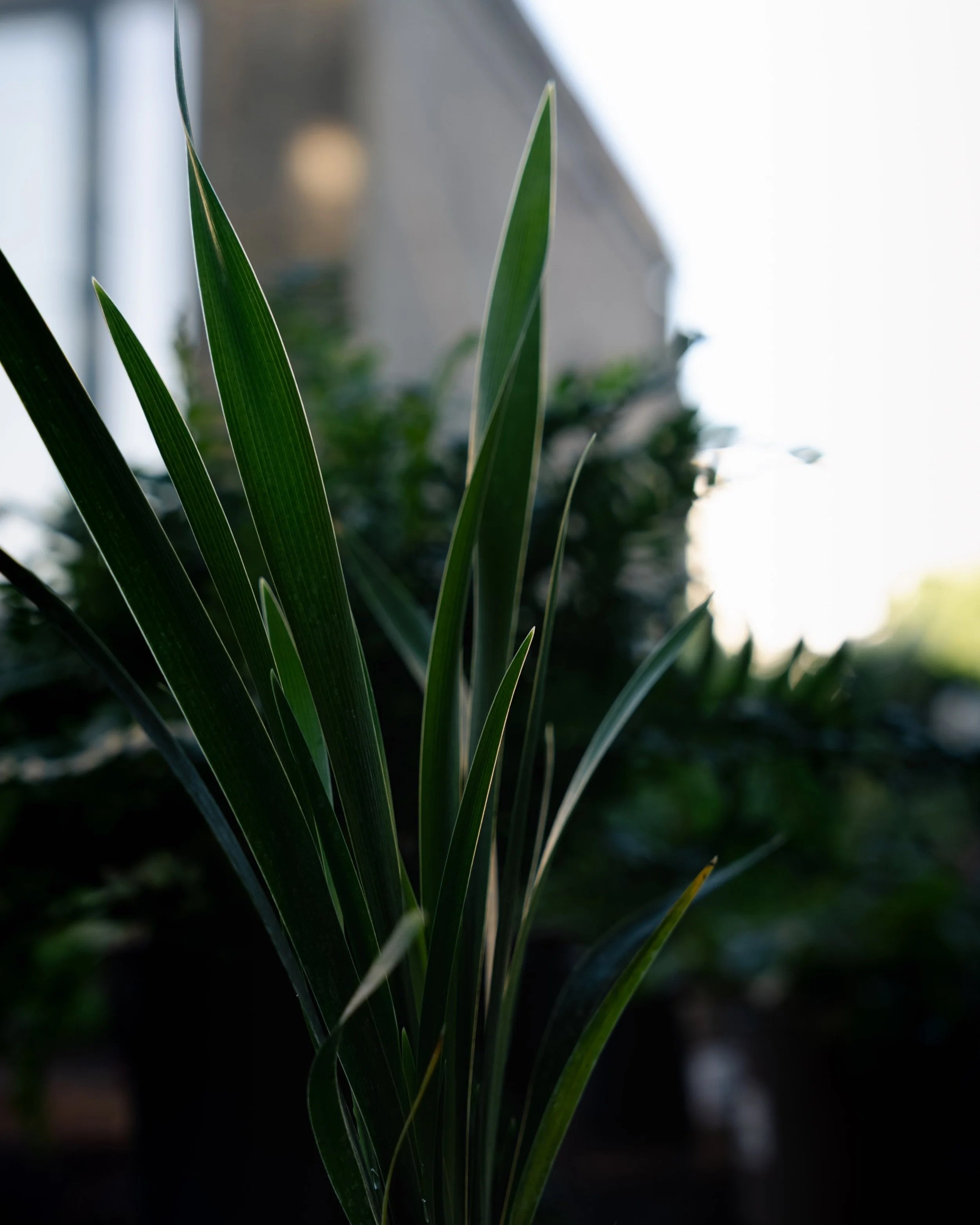 Close-up of green leaves from a plant indoors with a blurred background of a house and outside scenery.