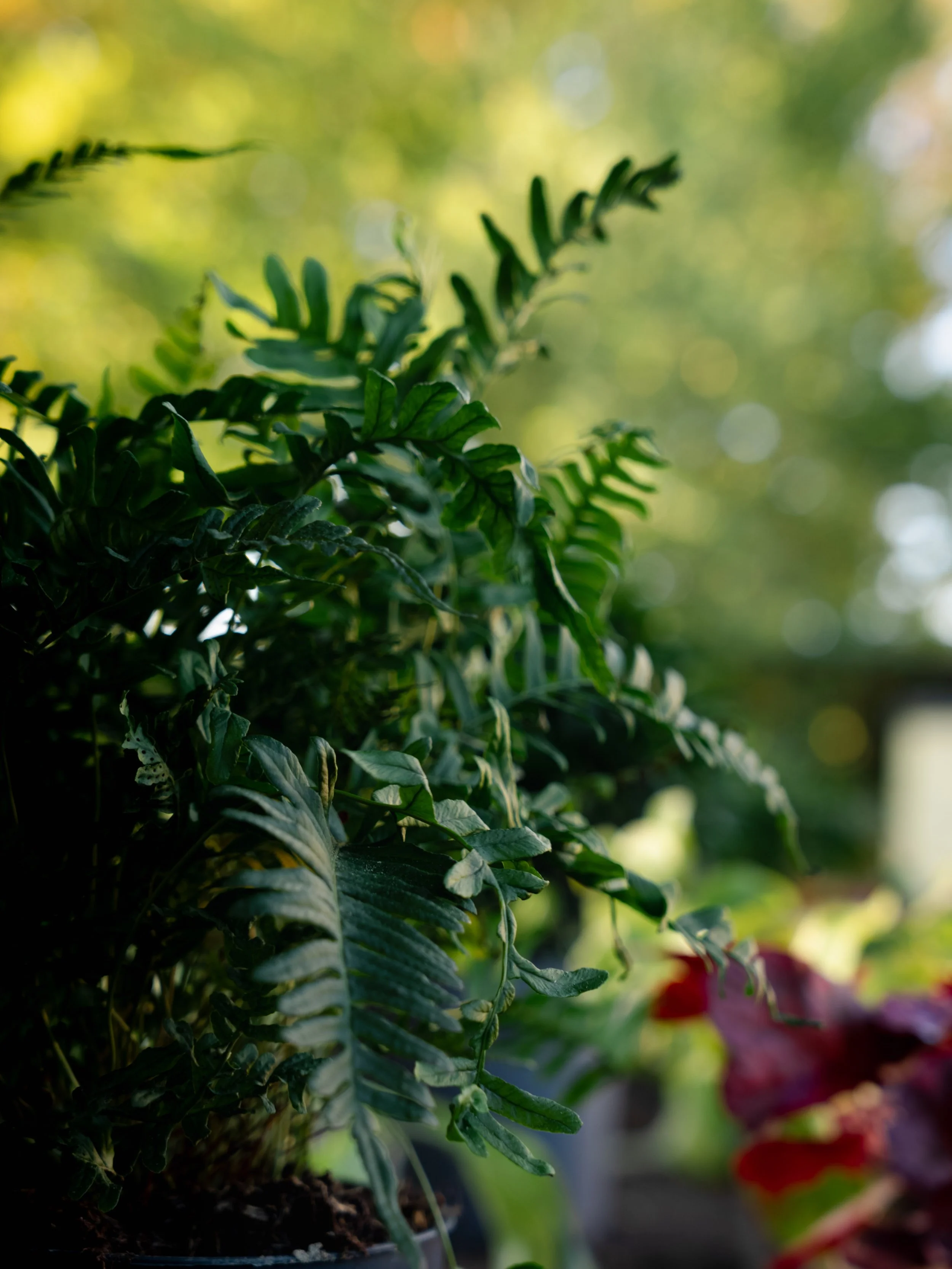 Softscaping and planting designers and installer in surrey, hampshire, berkshire, ascot, camberley and finchampstead.