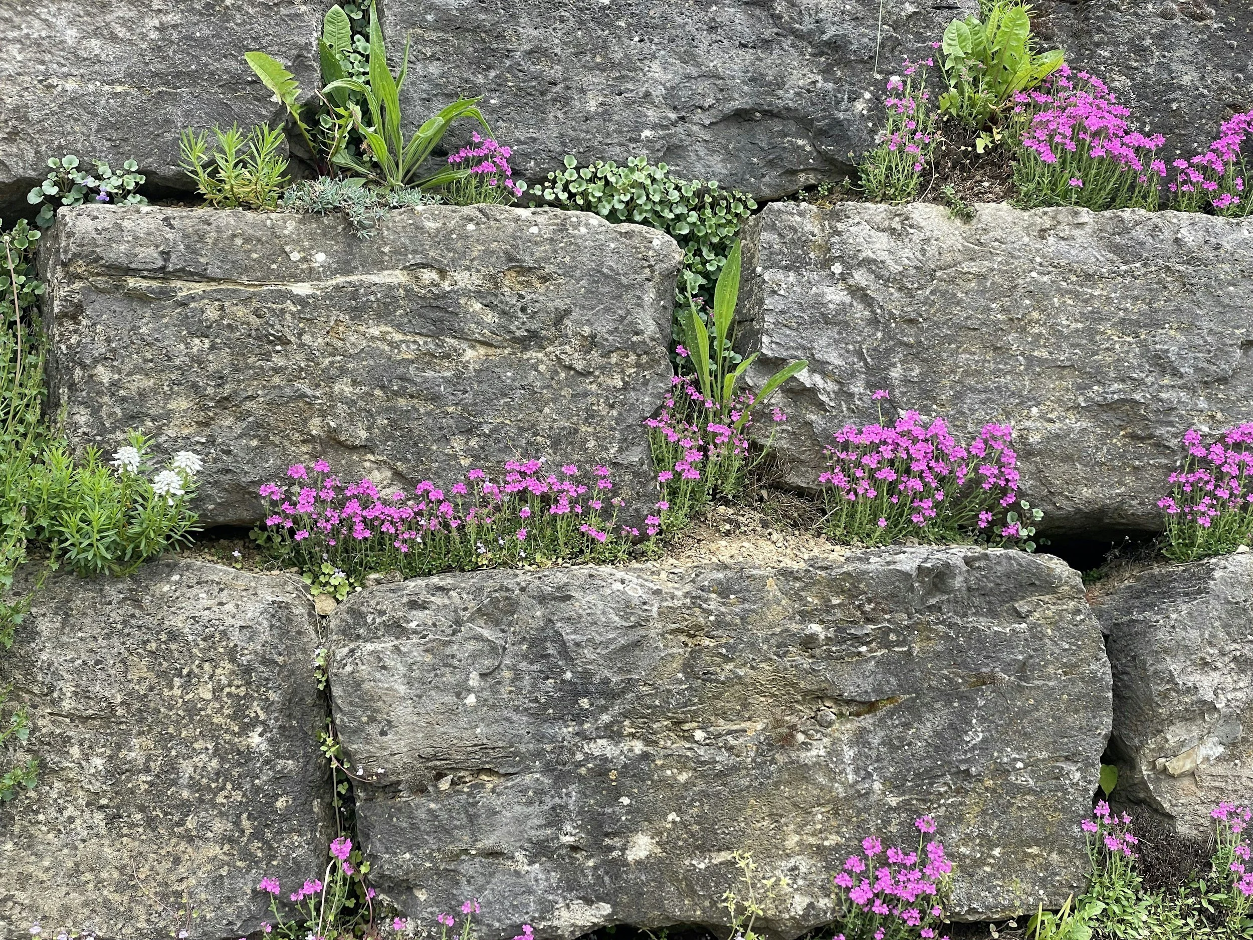 Stone wall with pink and white flowers undem and in between the stones