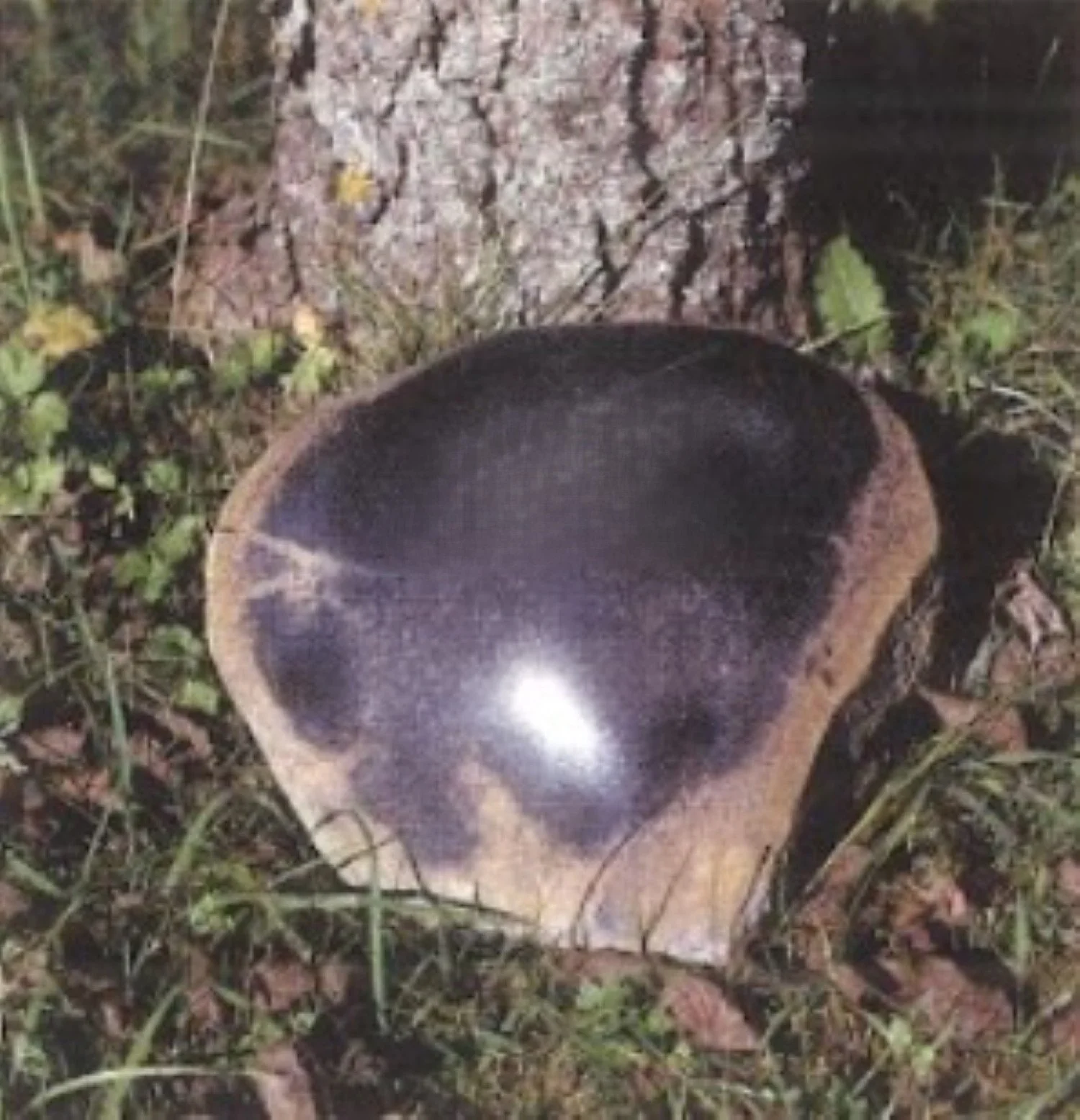 Ein Pilz wächst am Boden neben einem Baumstamm, umgeben von Gras und kleinen Pflanzen.