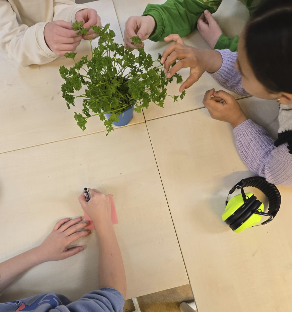 garden moestuin coaching.png