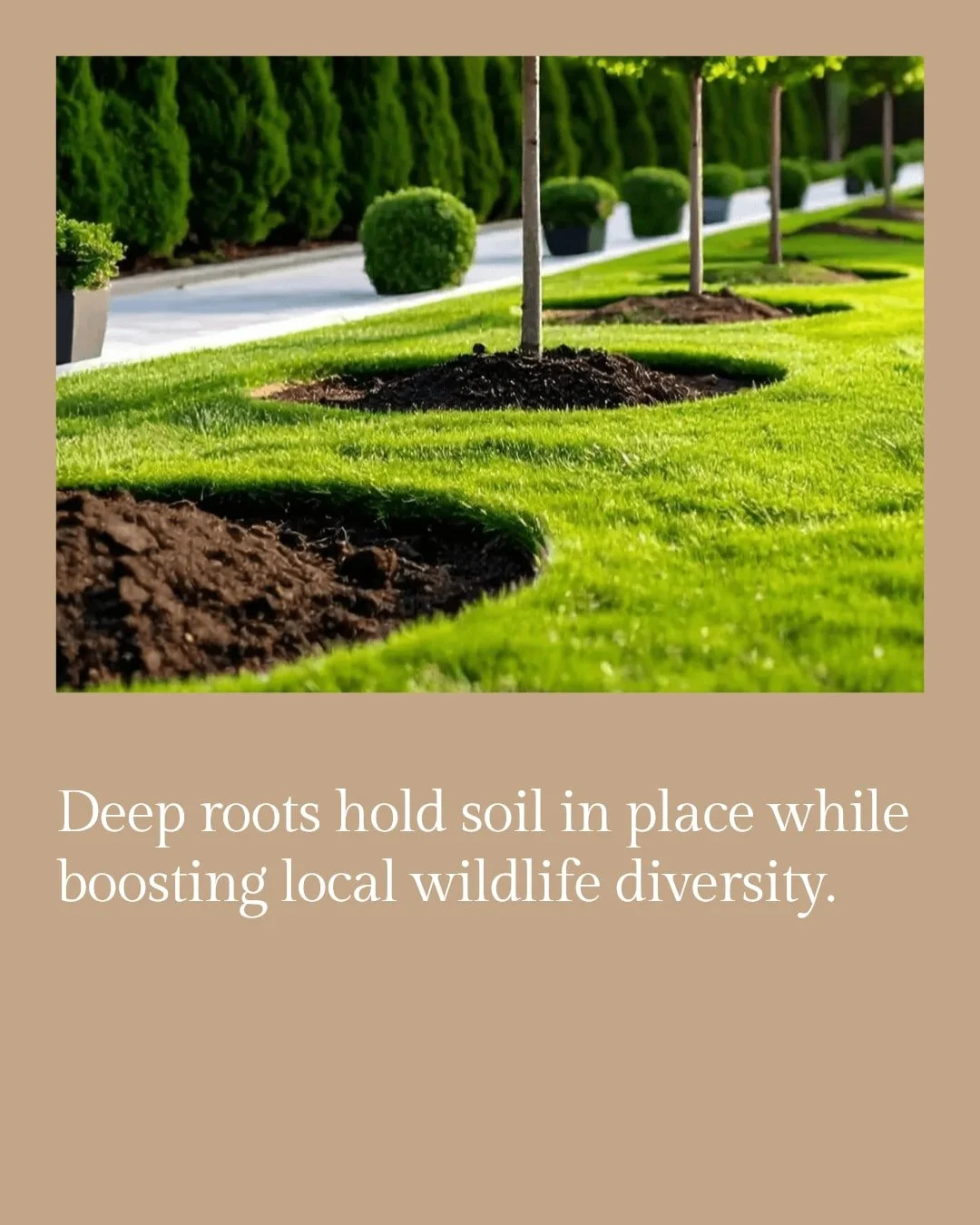 Did you know that planting native vegetation is a natural way to combat erosion? 

Native plants have deep root systems that stabilize the soil, reducing erosion while promoting biodiversity. 

Transform your landscape with eco-friendly beauty. 

Boo