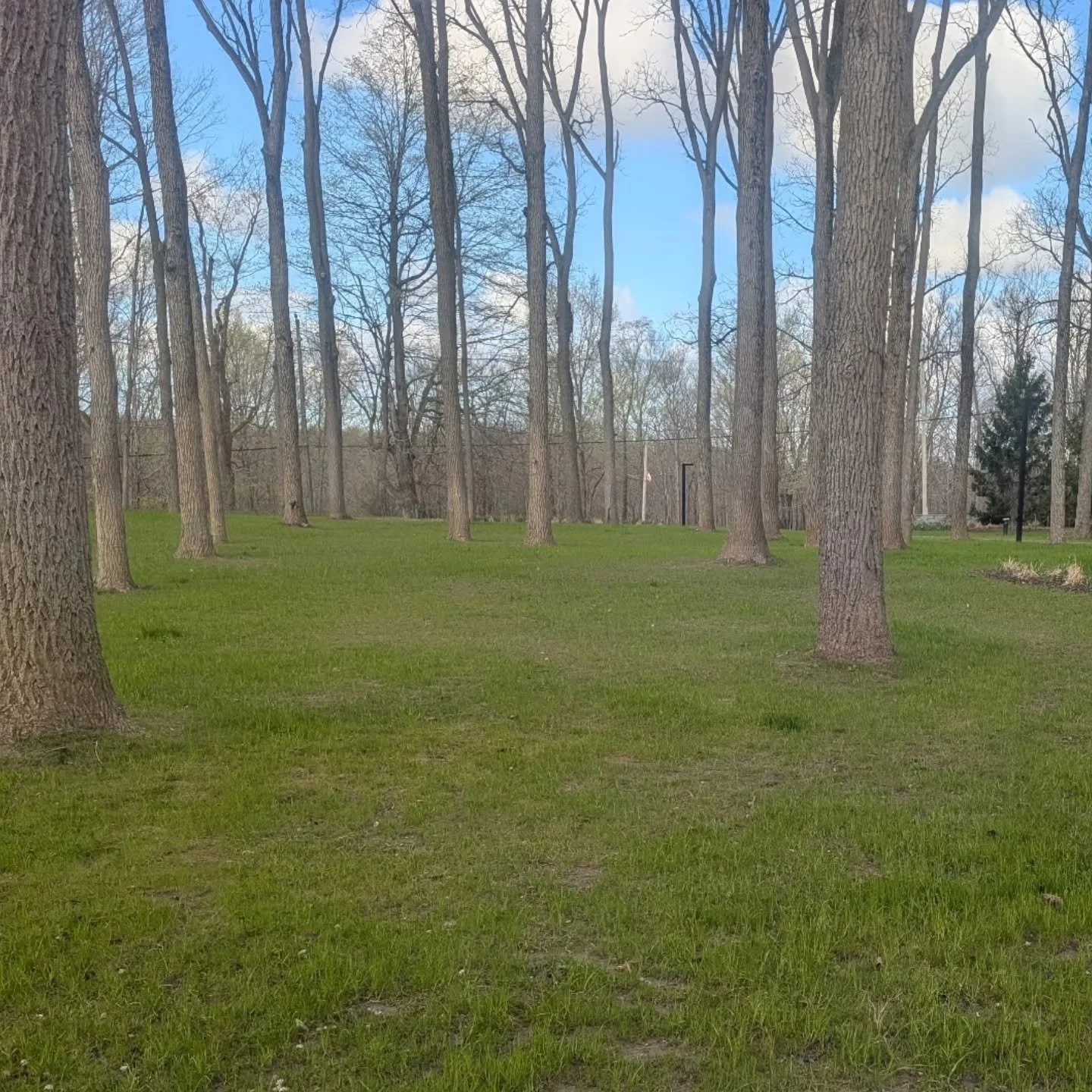 Some progress photos sent by a customer of a project we hydroseeded at the end of our hydroseeding season last year it St Thomas. Coming along nicely and will continue to thicken. #hydroseeding #stthomas #shademix #fescue