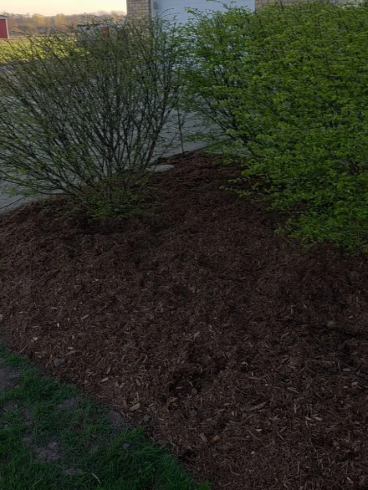 A couple videos of a garden cleanup, trimming, hardwood mulch installation, black mulch installation, black granite installation and river rock installation near parkhill. Quite greatful for awesome local projects for great people. #mulchinstallation