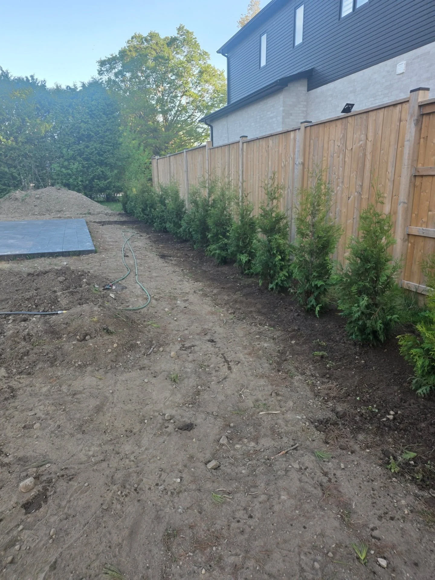Planted 50 black cedars in komoka today. Bare root trees are an affordable way to create a large hedge in a hurry. We will be able to do more bare root installs this fall (nearing end of bare root season) for anyone interested. #bareroottrees #blackc