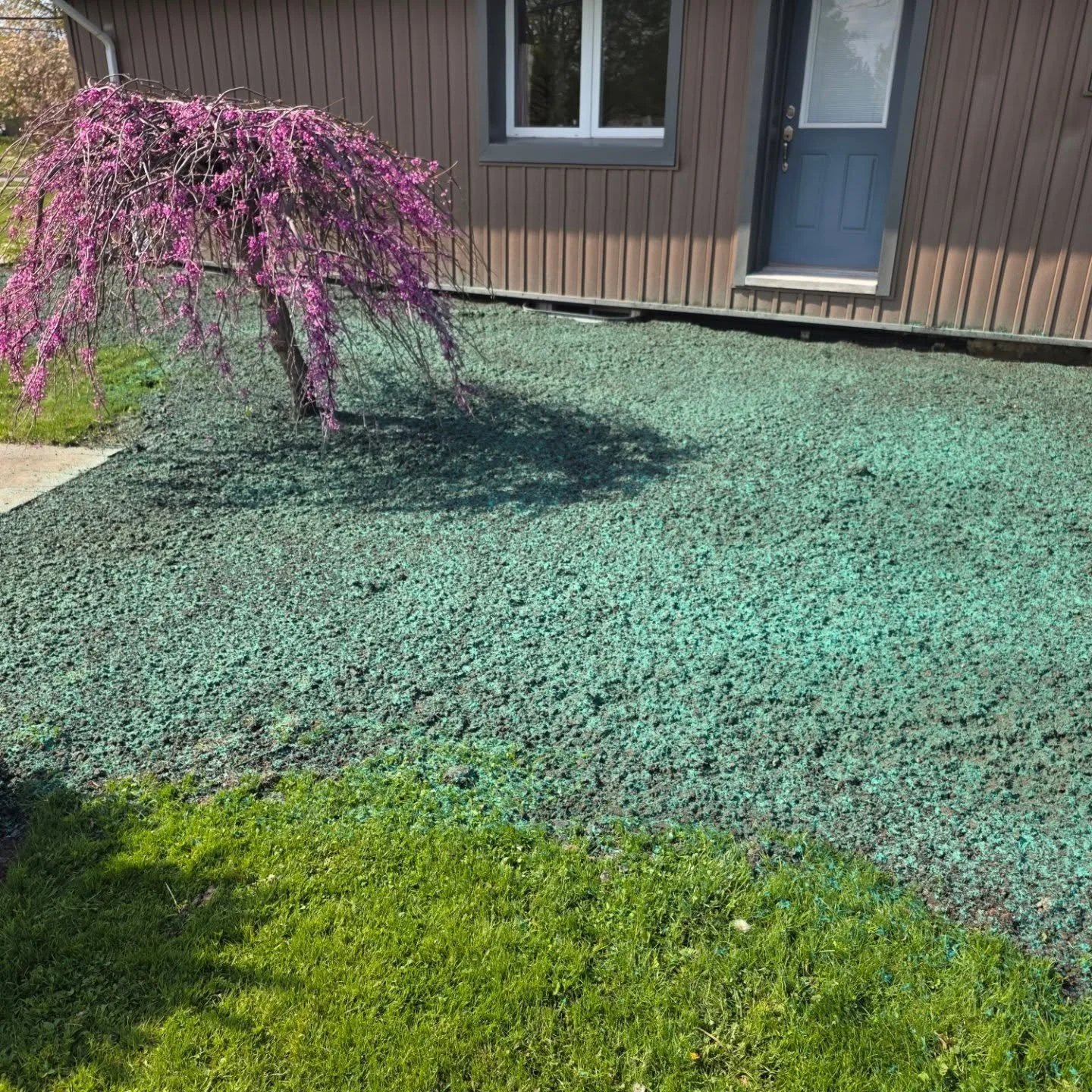 Installed a triaxle of topsoil to create positive drainage around this in forest and capped off with some hydroseeding #forestontario #hydroseeding #topsoil #topsoilinstallation