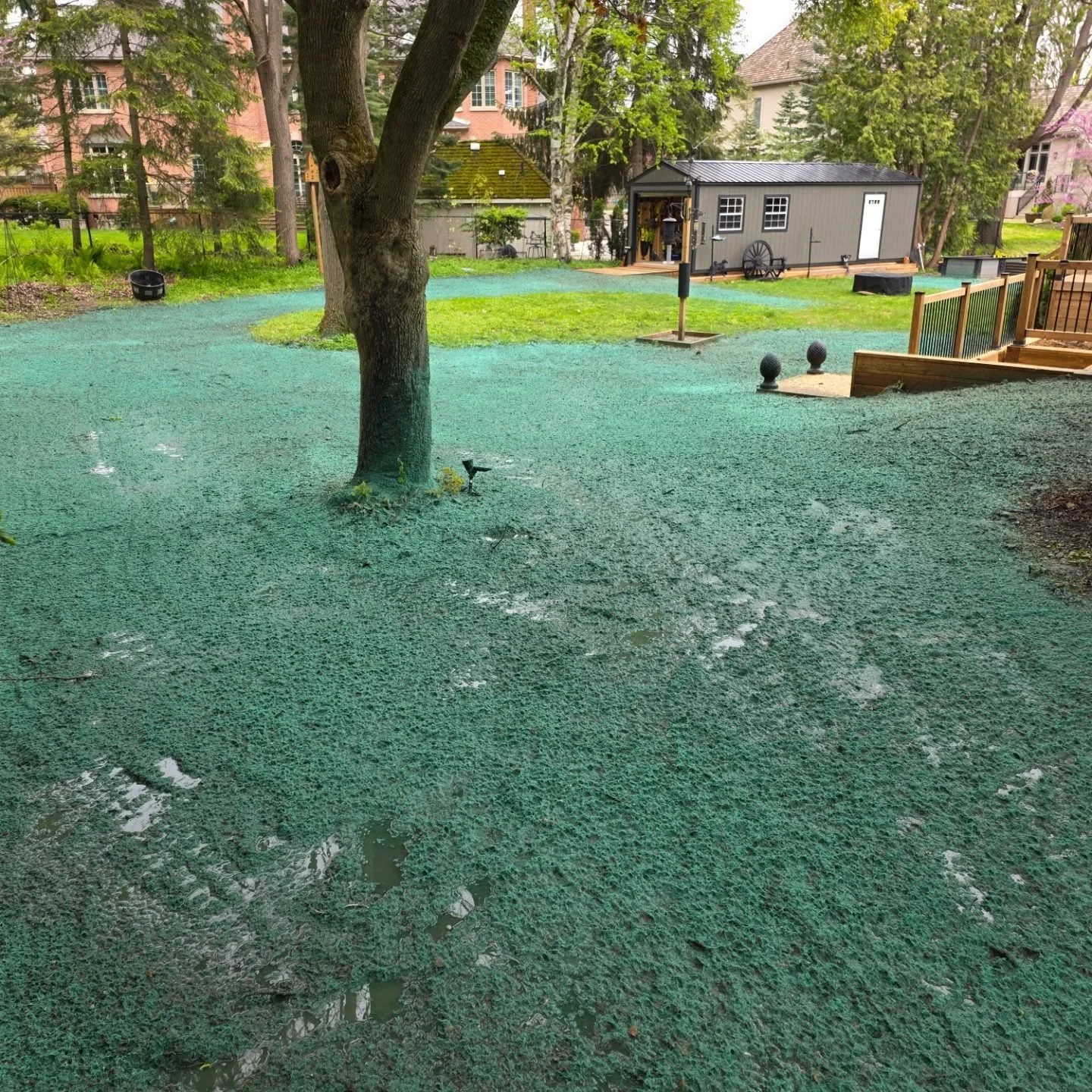 Wrapped up a little hydroseeding project in London this morning. #woodfiber #hydroseeding #London #soilprep