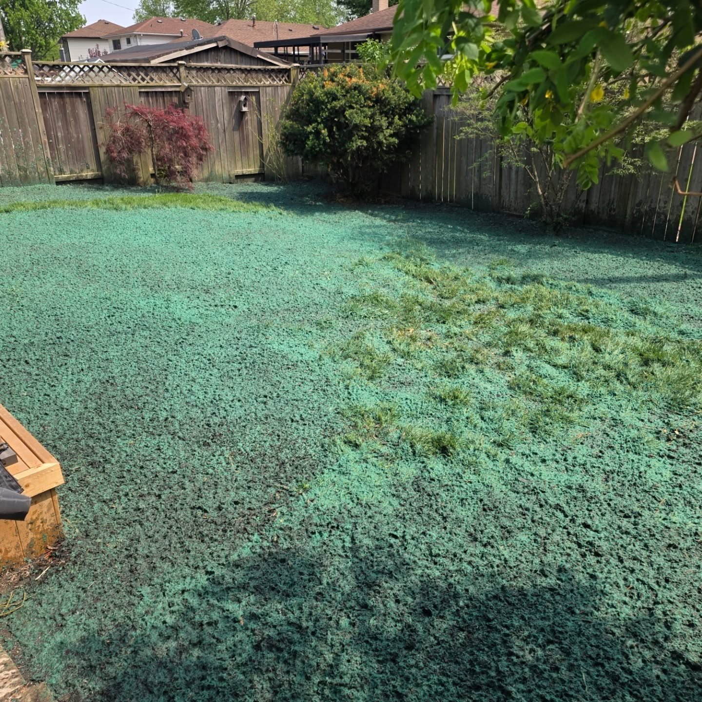 A little hydroseeding in Corunna this afternoon before the rain. #hydroseeding #Corunna #smalljob #residentialhydroseeding