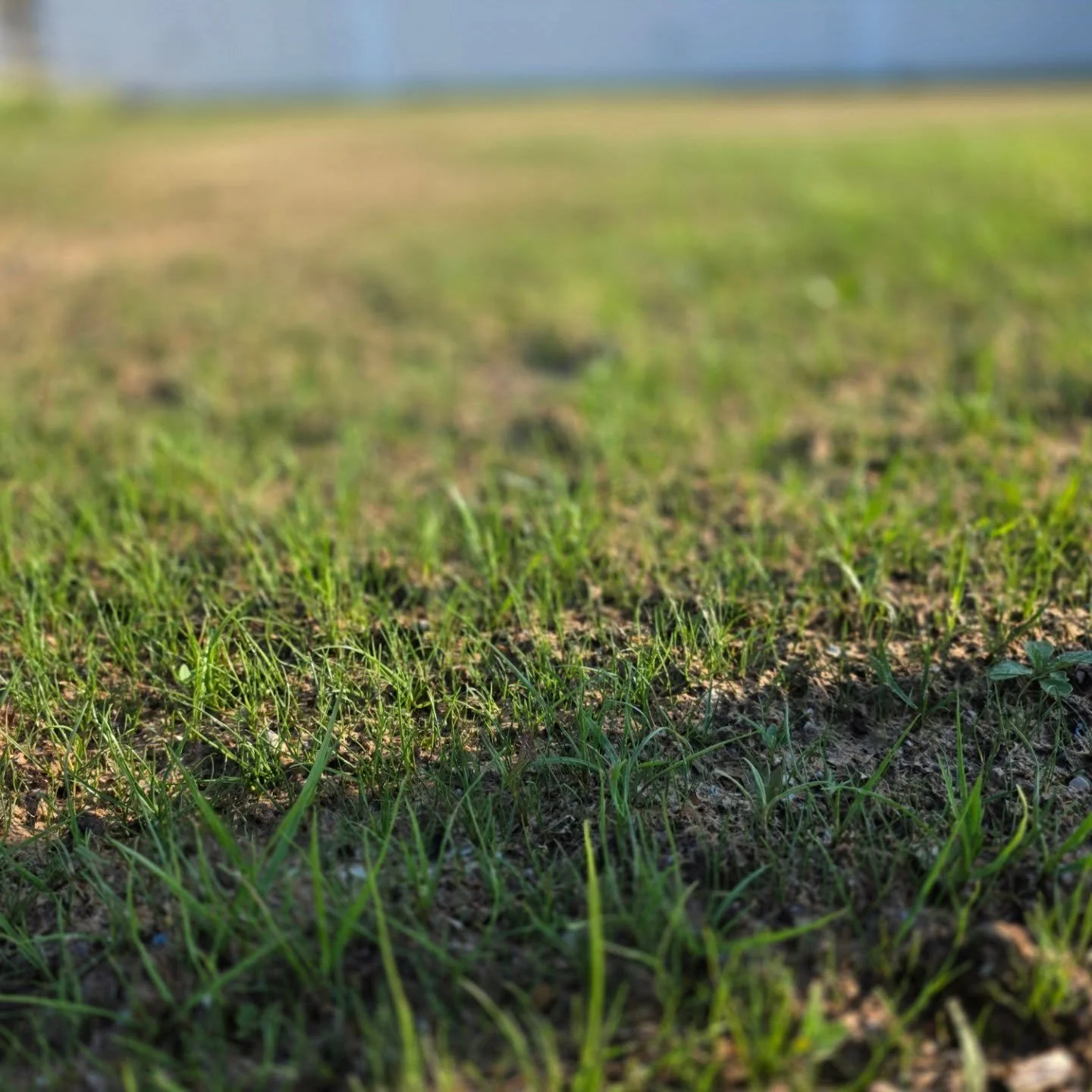 Stopped by our @parkhillmeats hydroseeding project we sprayed a couple weeks to check on the grass and grab a few photos of the germination in progress! #hydroseeding #grassgerminating #grassgrowing