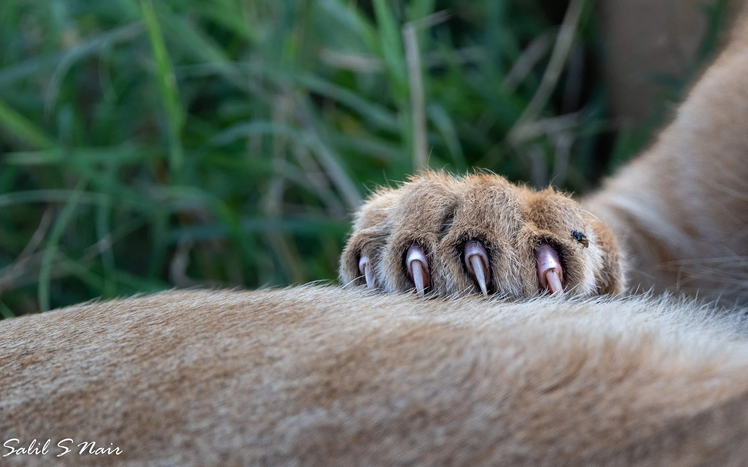 leopard-blur-through-grass.jpg