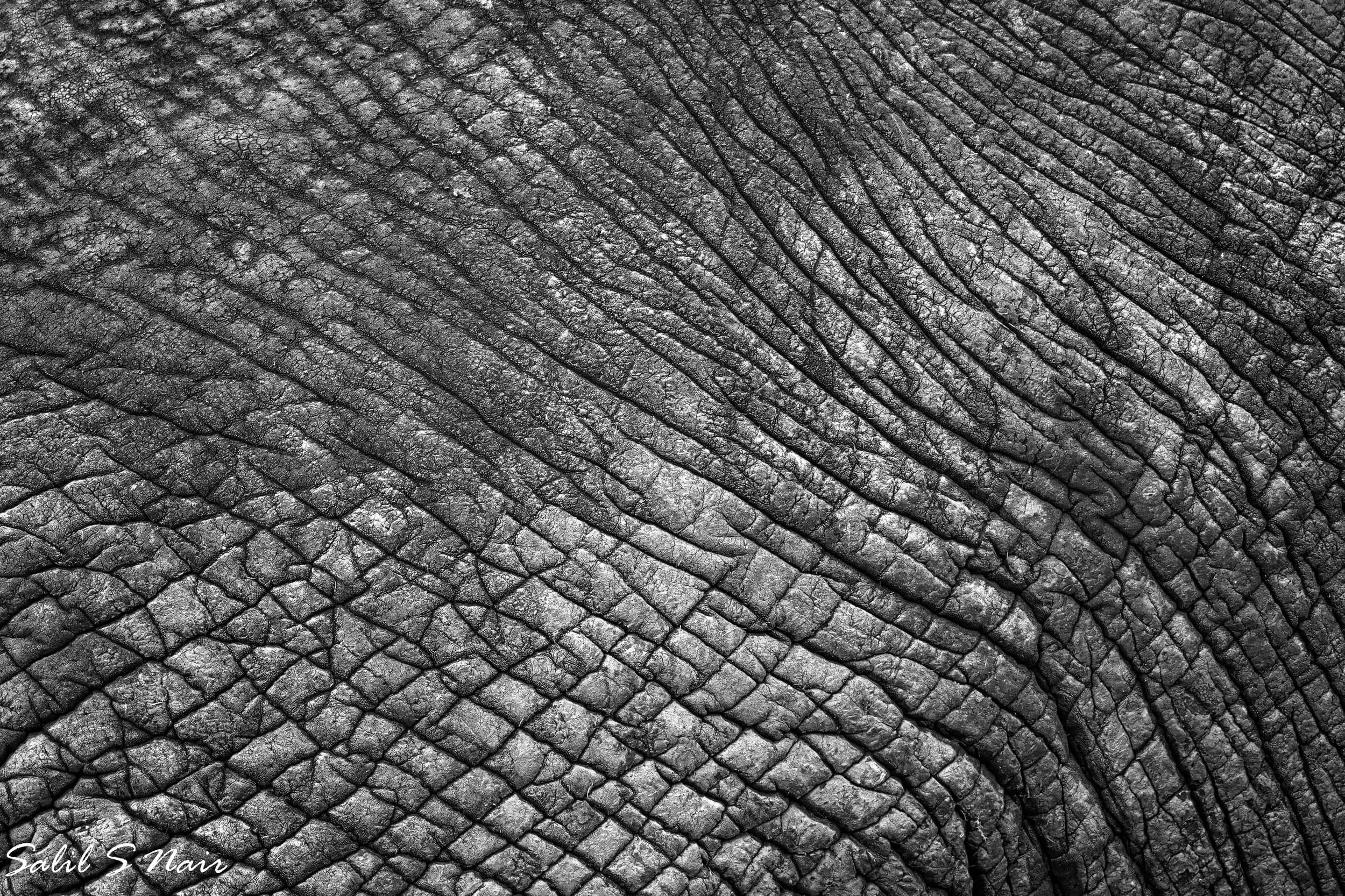 elephant-abstract-morning-crossing.jpg