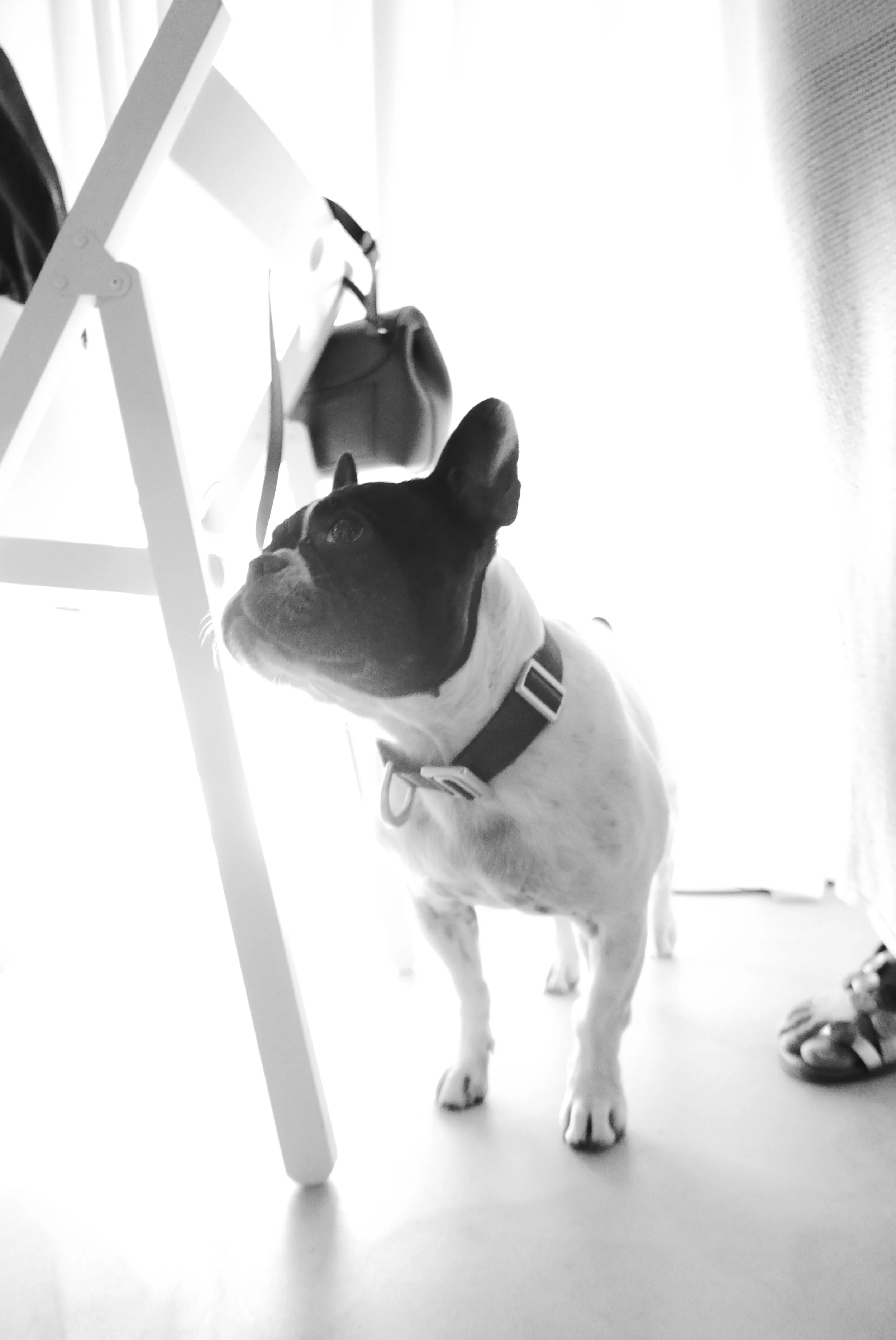 A black and white photo of a French Bulldog looking attentively at a table, with a harness on, standing on a light-colored floor near a person wearing flip-flops, and a bag hanging on the table.