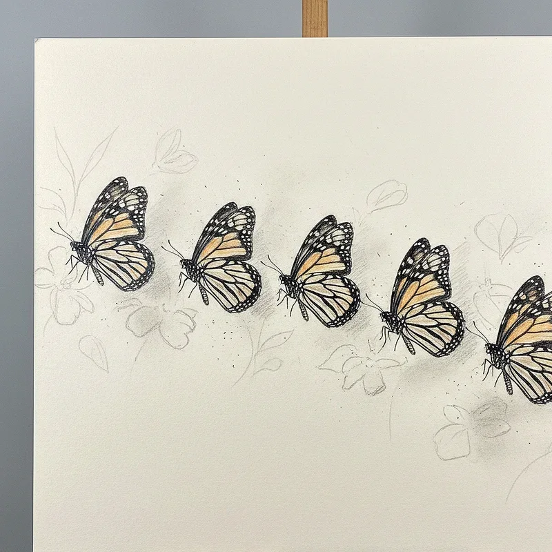 Butterfly Drawing Ideas