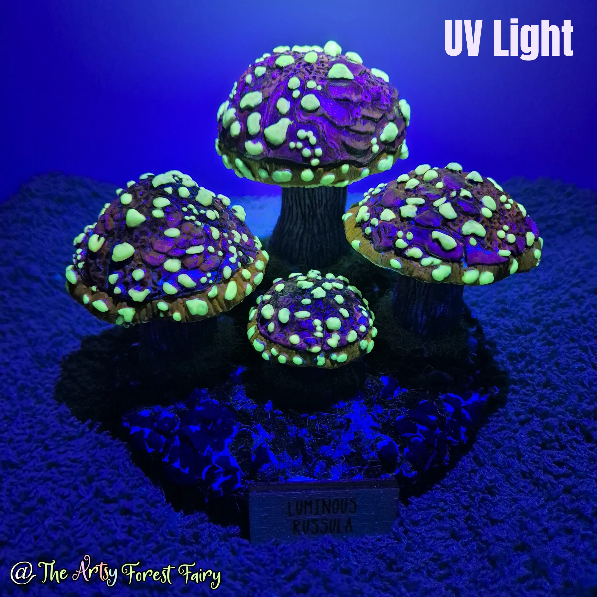 fc93579c-aaf8-48f6-82ed-811ab9d8f8ce copy 2.jpg