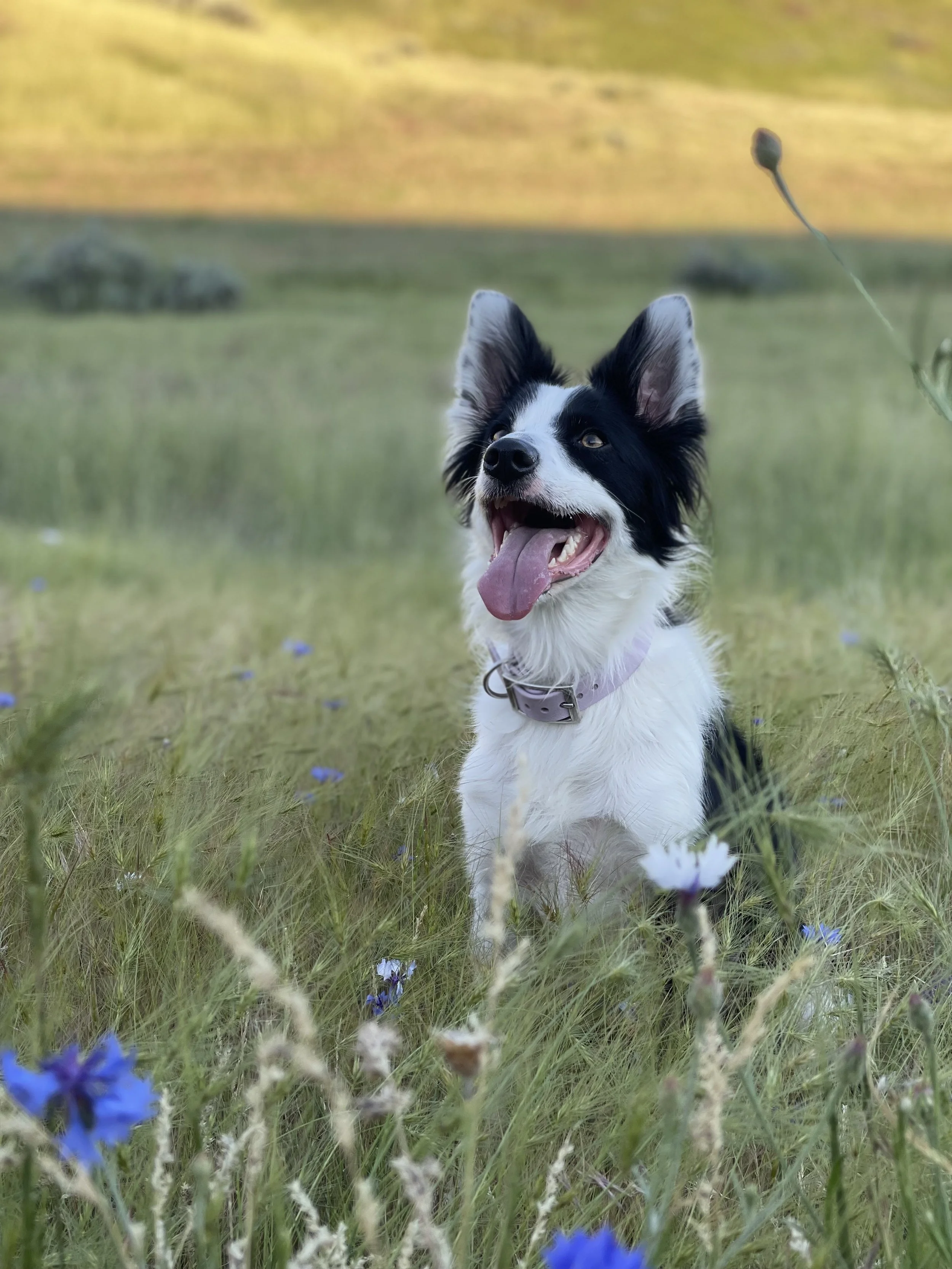 A happy black and white dog sitting in a field of wildflowers with a pink collar, tongue out, and ears up. Boise dog.