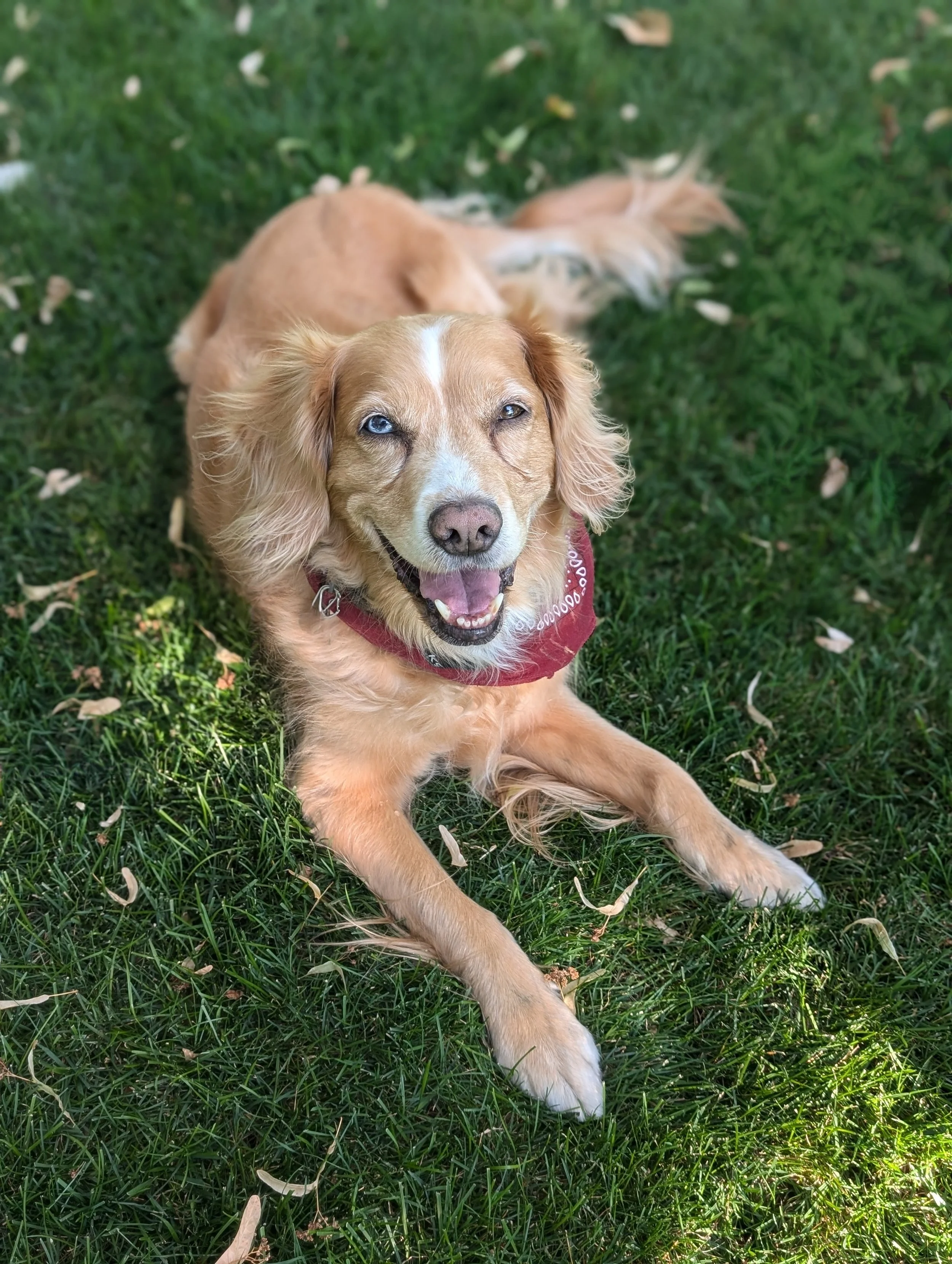 A happy tan dog with blue eyes lying on green grass, wearing a red bandana, with a blurred background of grass and fallen leaves. Boise dog.