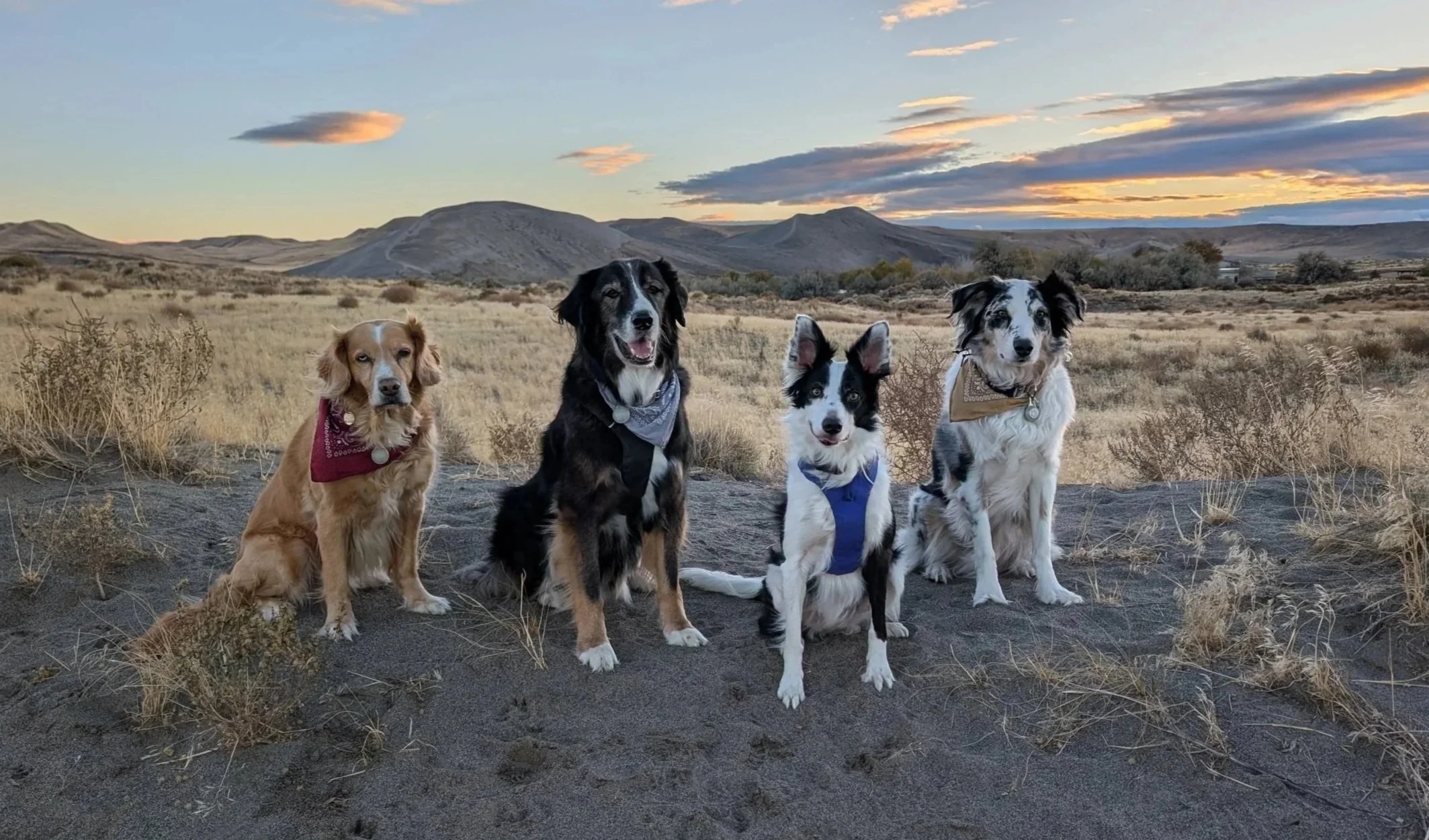 Four dogs sitting on a dirt trail in a desert landscape with mountains in the background in boise at sunset.