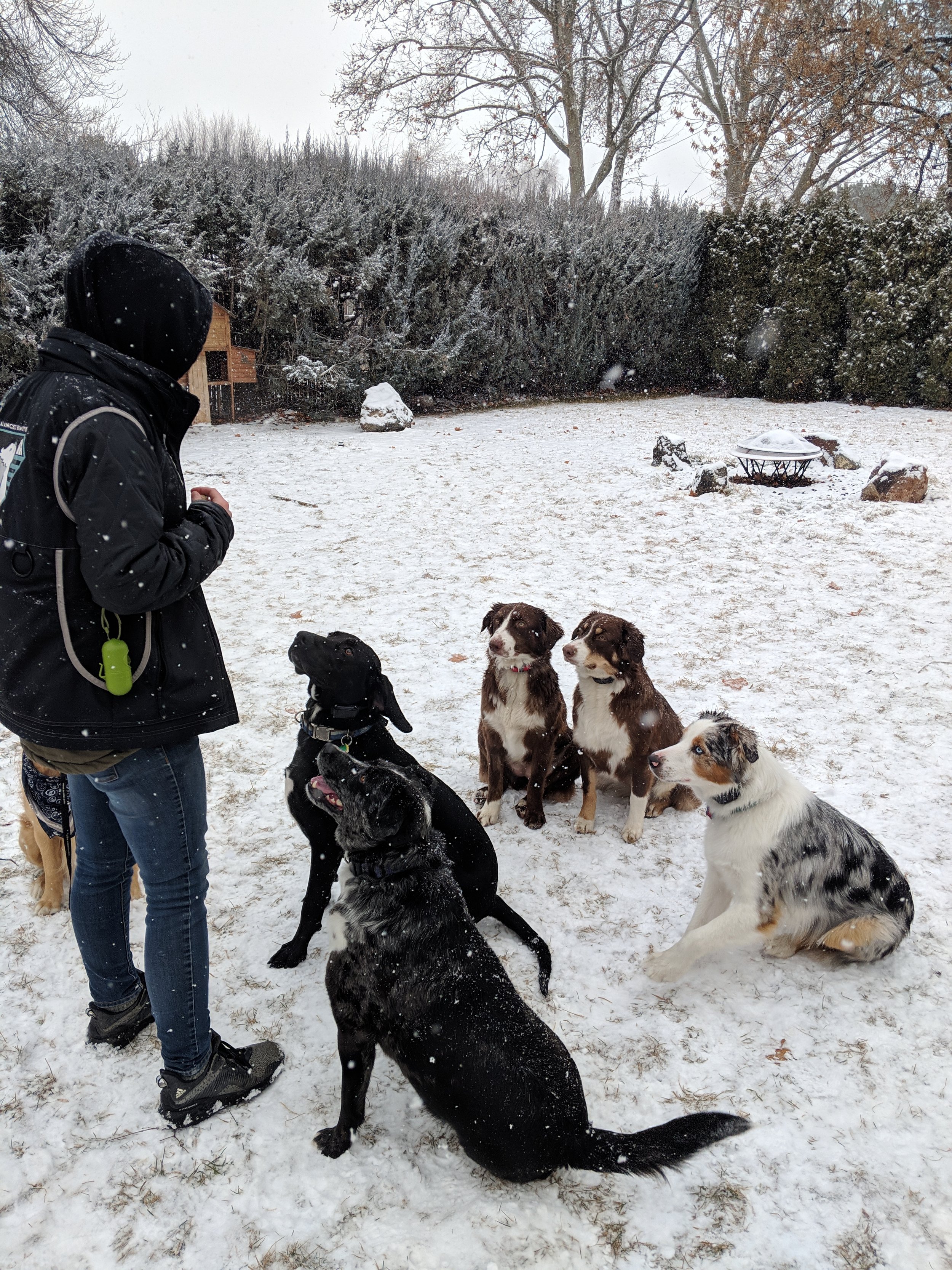 Boise Person in black jacket and jeans training a group of six dogs in a snowy backyard, with trees and a firepit in the background.