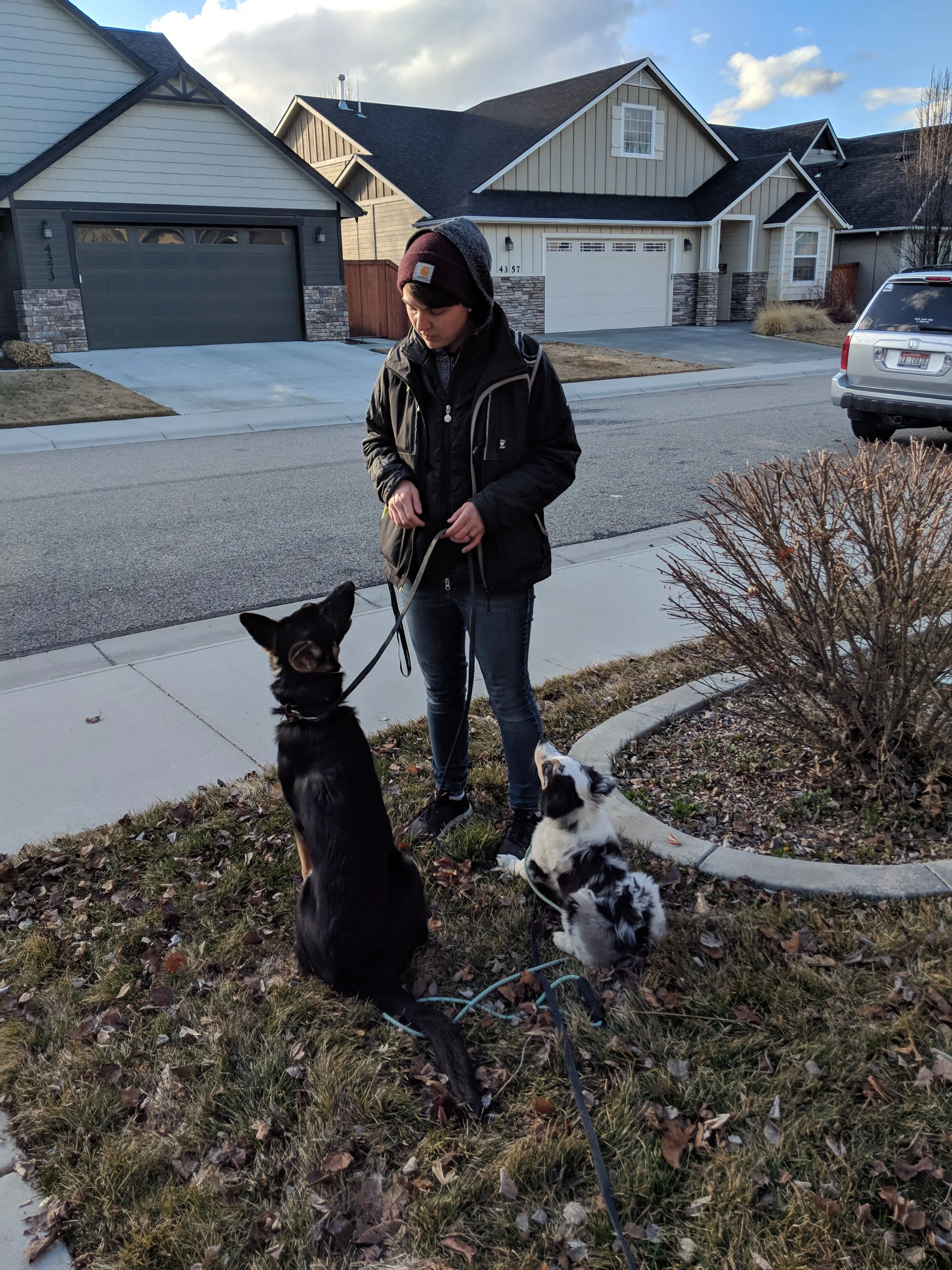 A person standing on a grassy area holding two dogs on leashes, one large black dog sitting and a smaller black and white dog sitting nearby, in a residential neighborhood in Boise with houses and a parked car in the background.