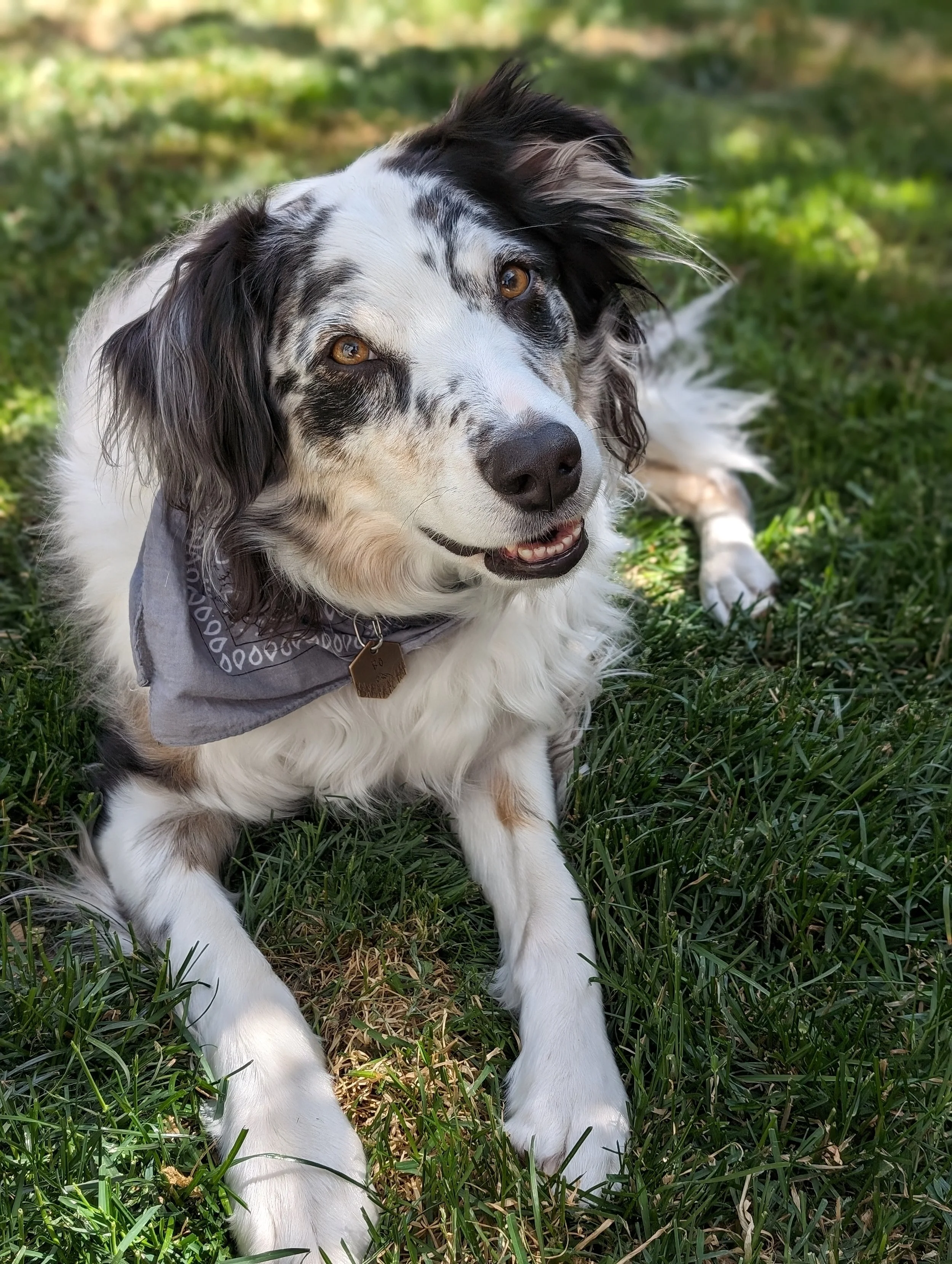 A dog with a mix of black, white, and gray fur, lying on grass, wearing a gray bandana, with a happy expression and brown eyes. Boise dog.