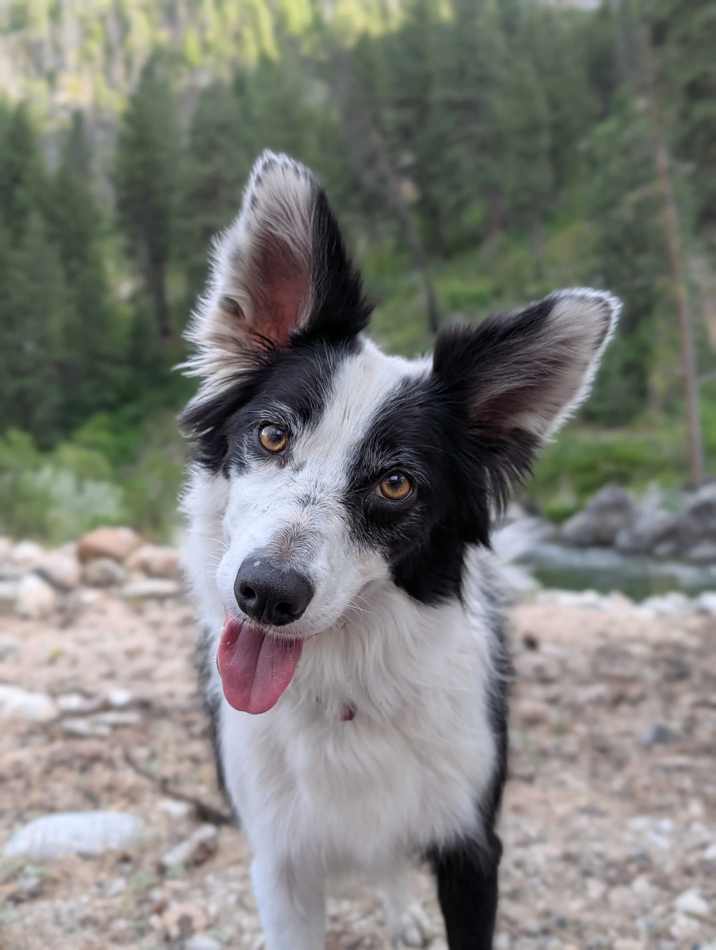 A black and white dog with large ears, standing outdoors near a stream with trees in the background. Boise dog.