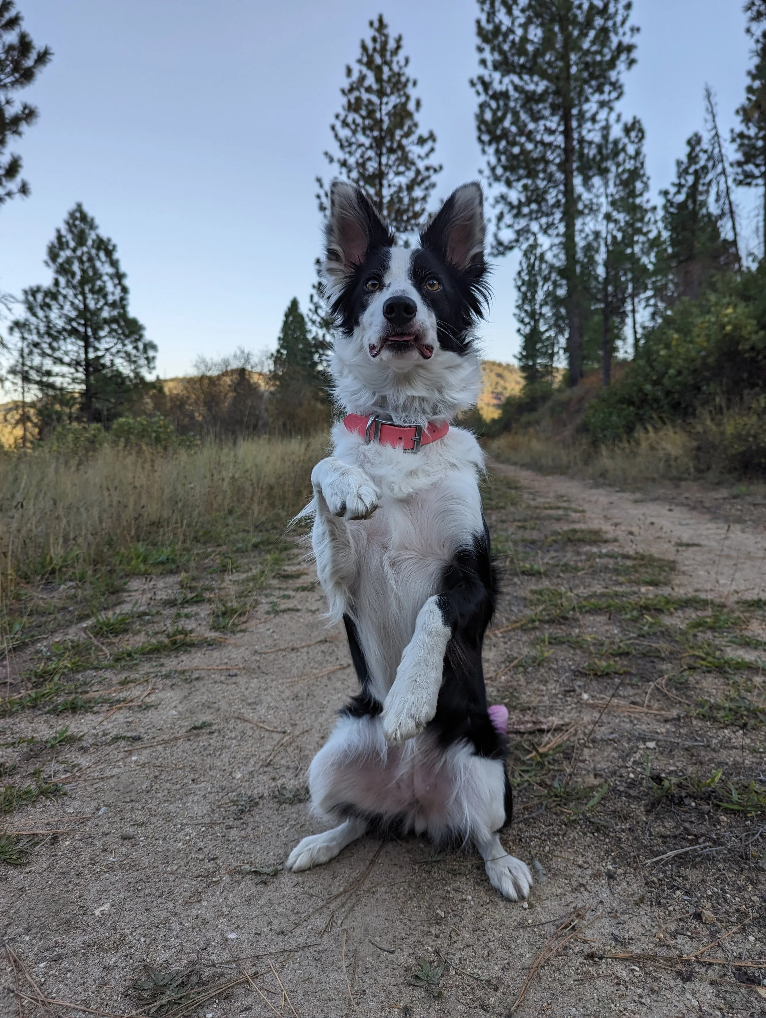 A black and white Boise dog with a pink collar standing on its hind legs on a dirt trail in a forested area, with trees and hills in the background during dusk or early evening.