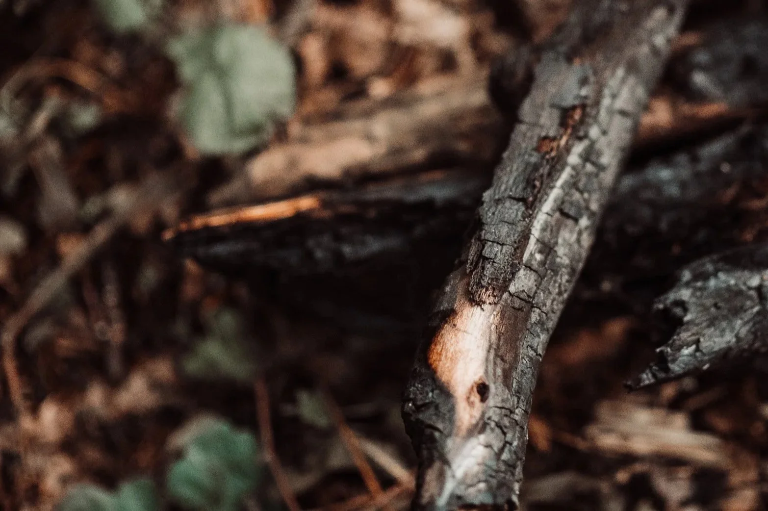 Close-up of a burnt tree branch on the forest floor, with blurred leaves and soil in the background.