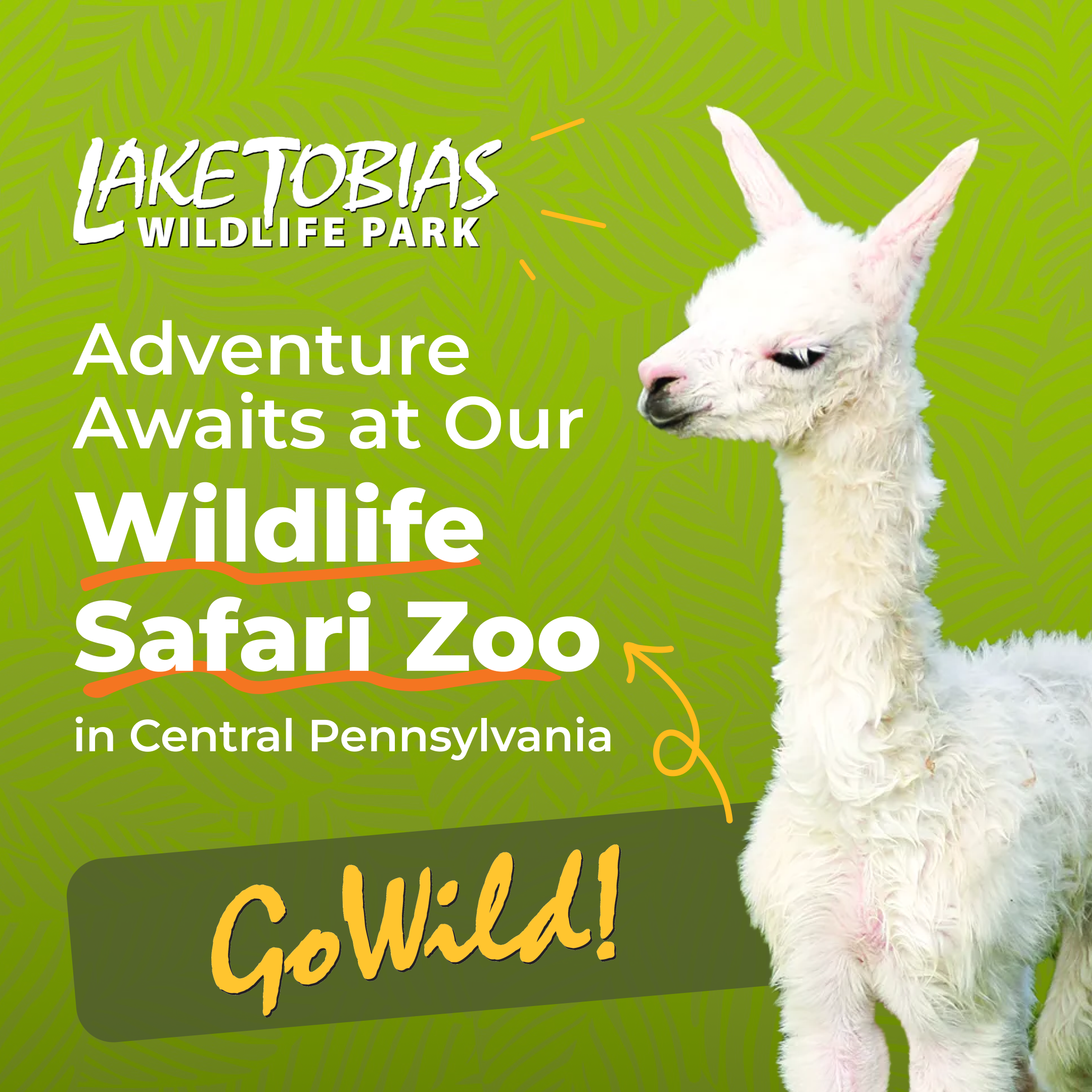 Safari-Ad2.png