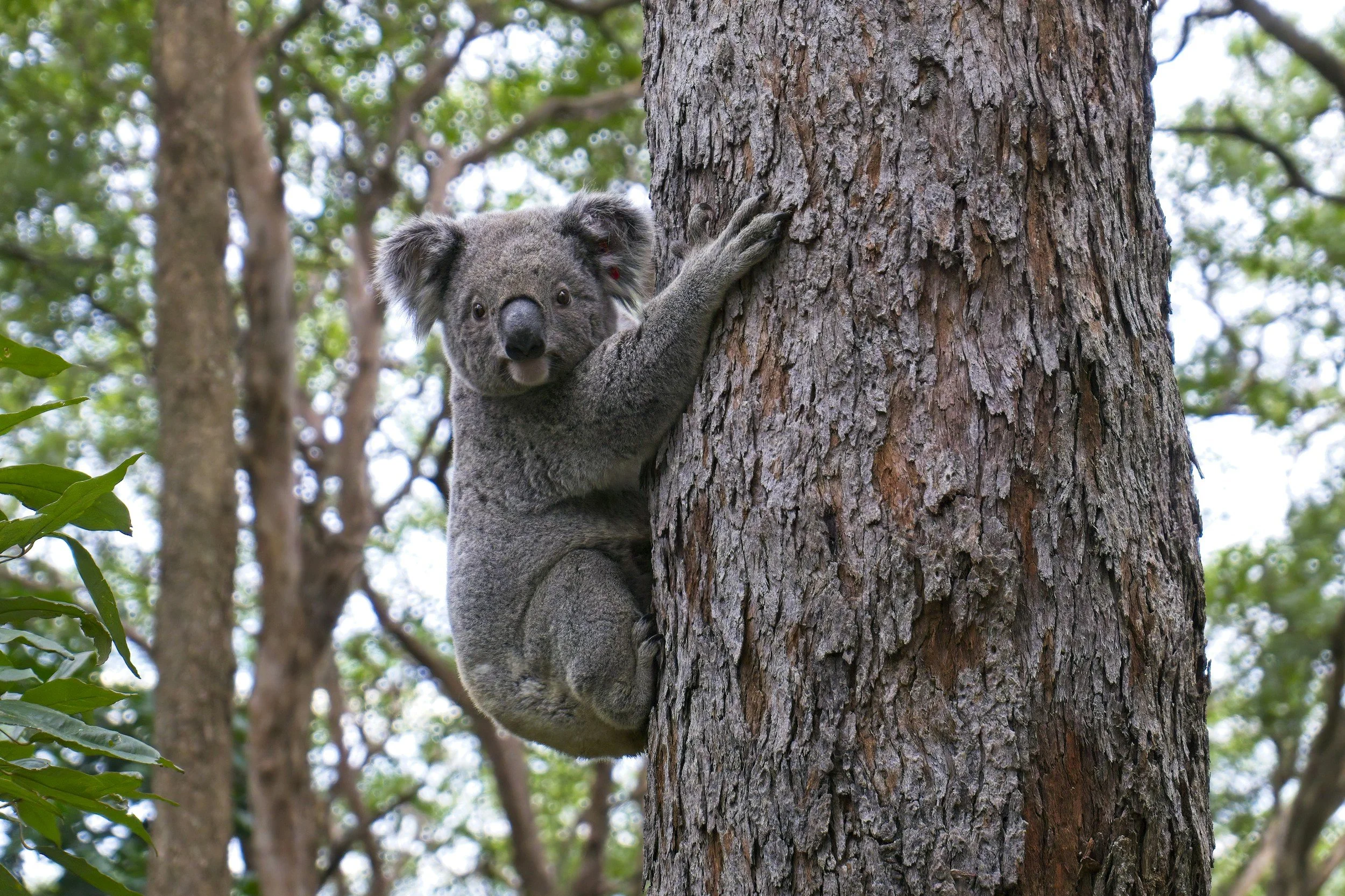 Tree Huggers