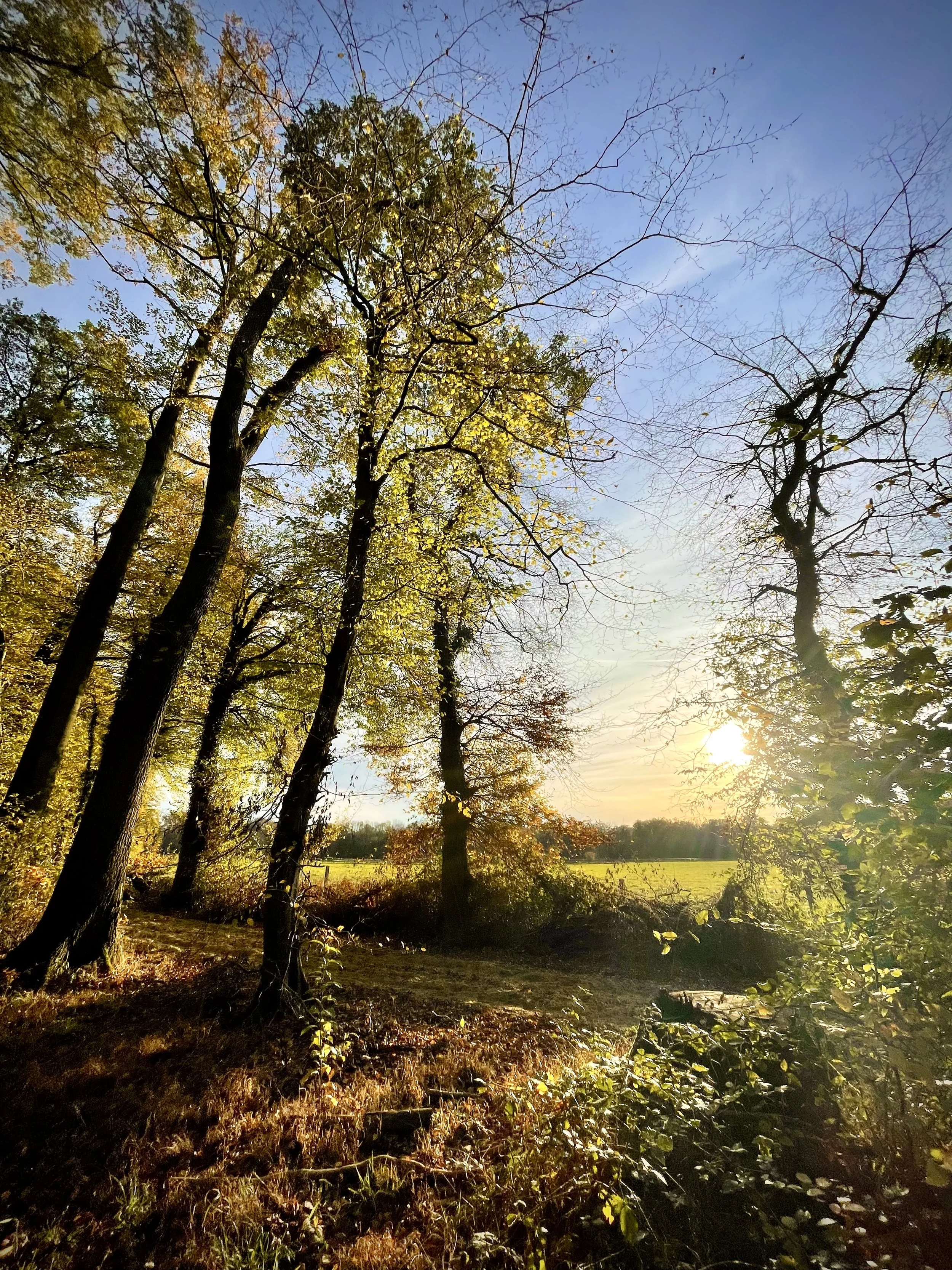 Landschaft mit Bäumen, Wiese und Sonnenuntergang