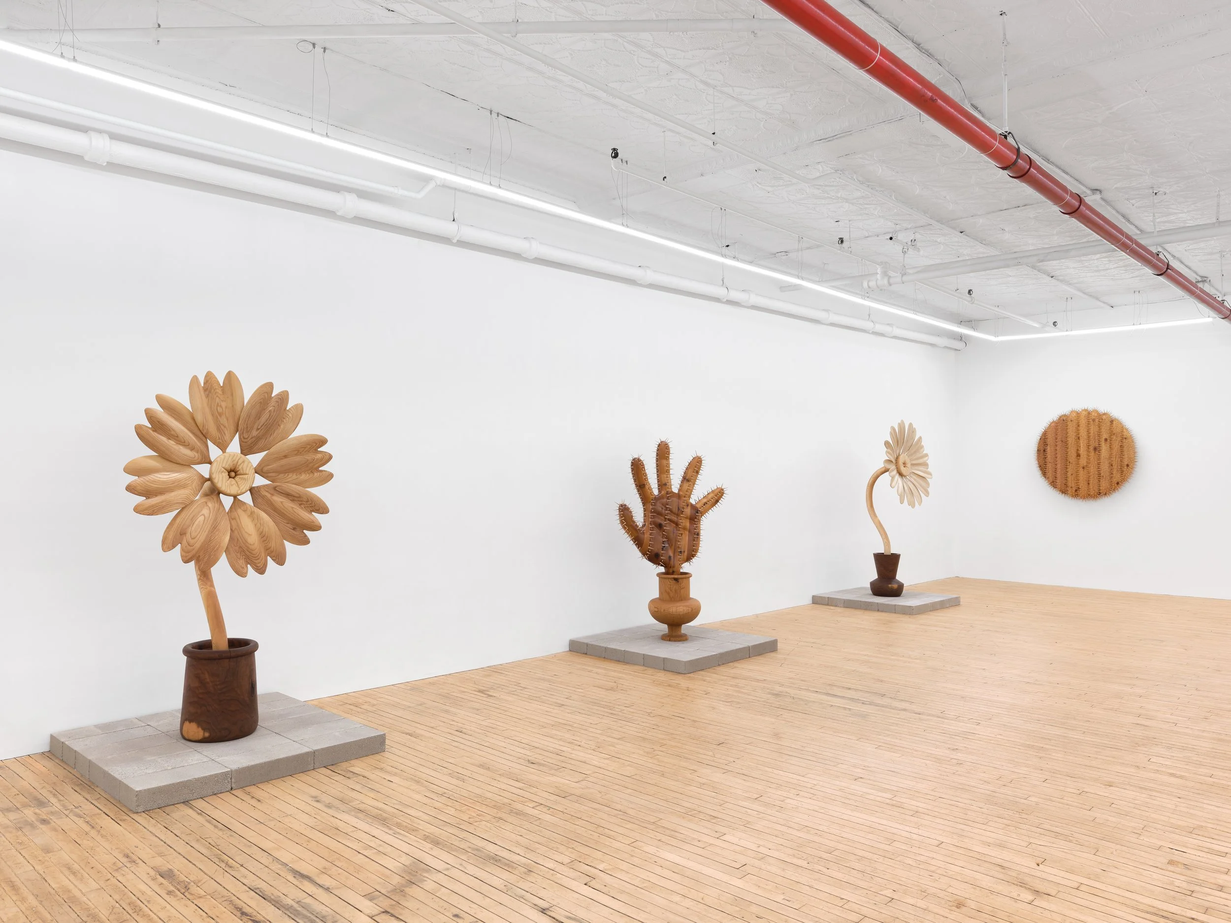 Installation view,  Between Roots , 2026