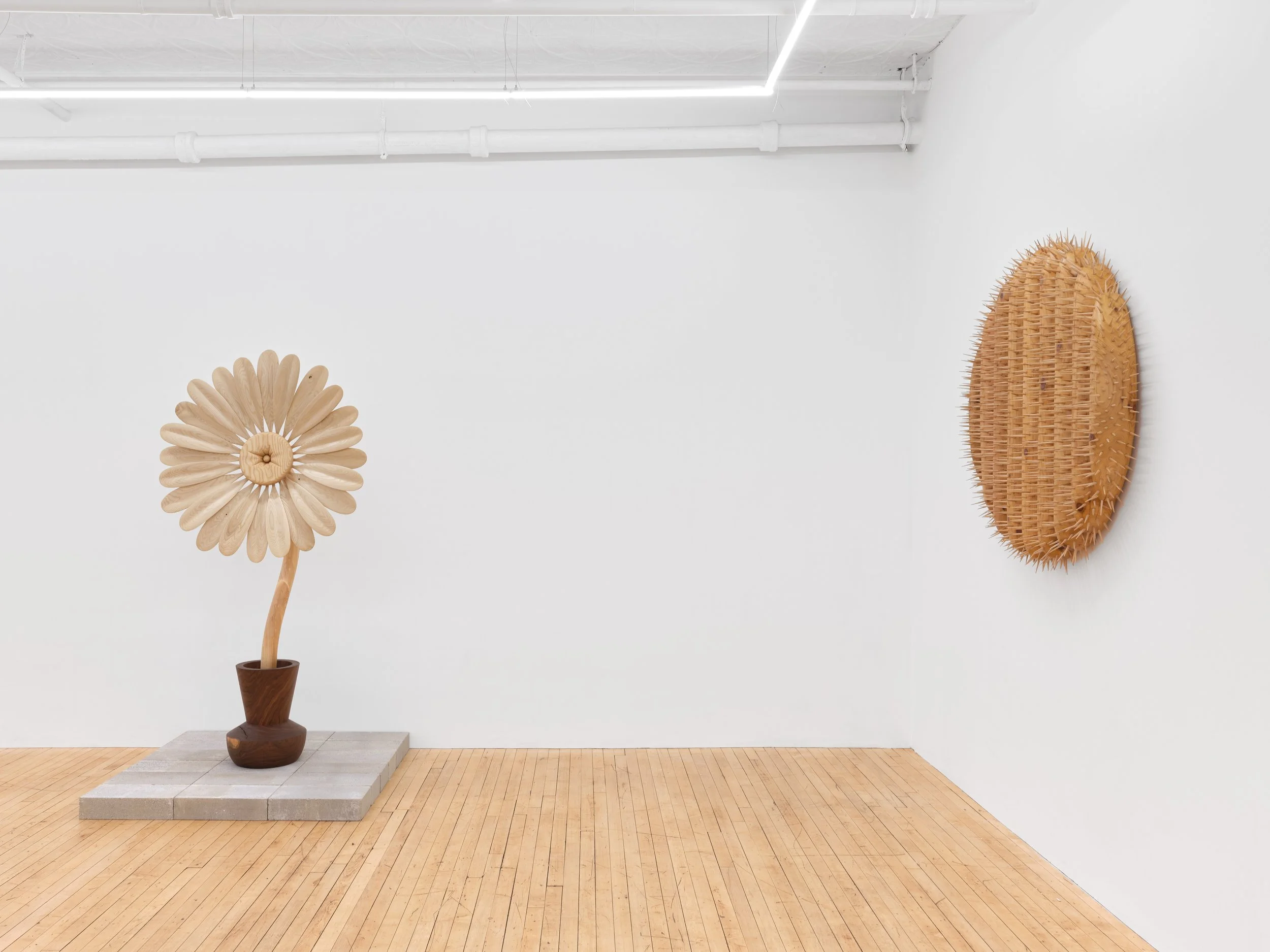 Installation view,  Between Roots , 2026
